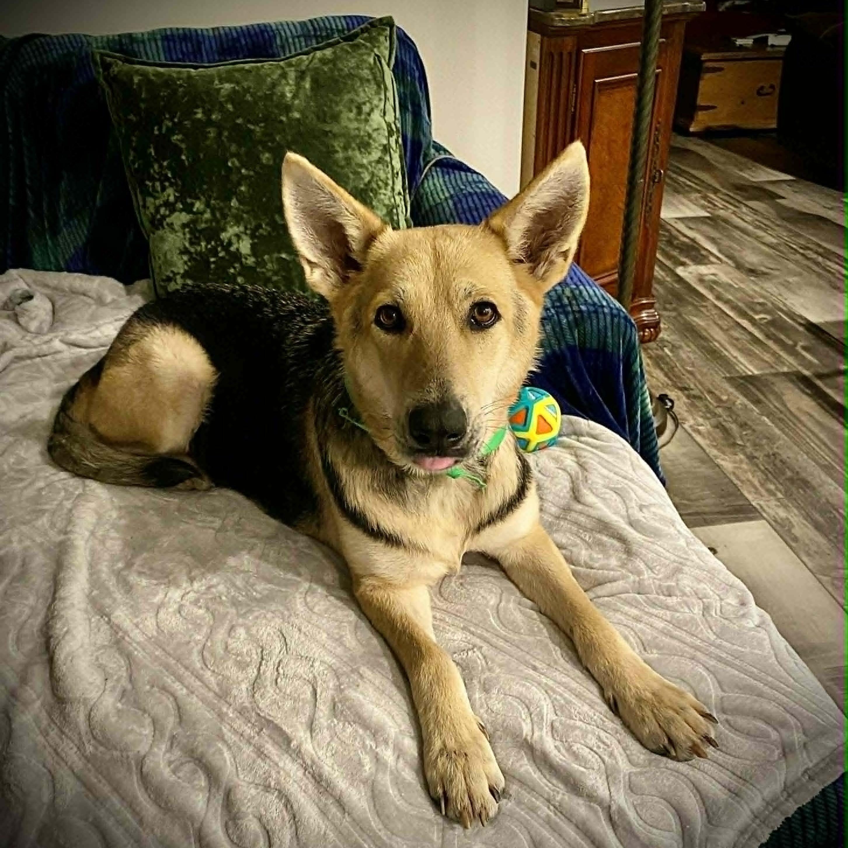 Enlarge Ginger, a Adoptable mixed breed in Elizabeth City , NC image 3/6