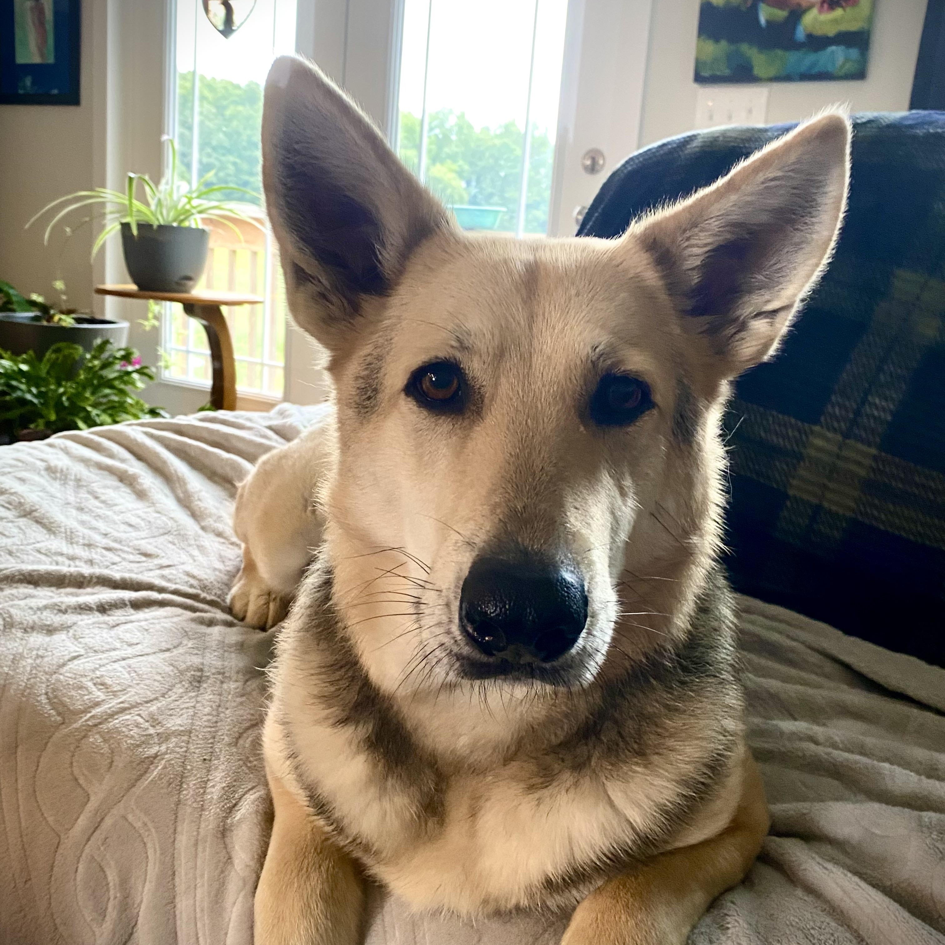 Ginger, Adoptable, Adult Female German Shepherd Dog.
