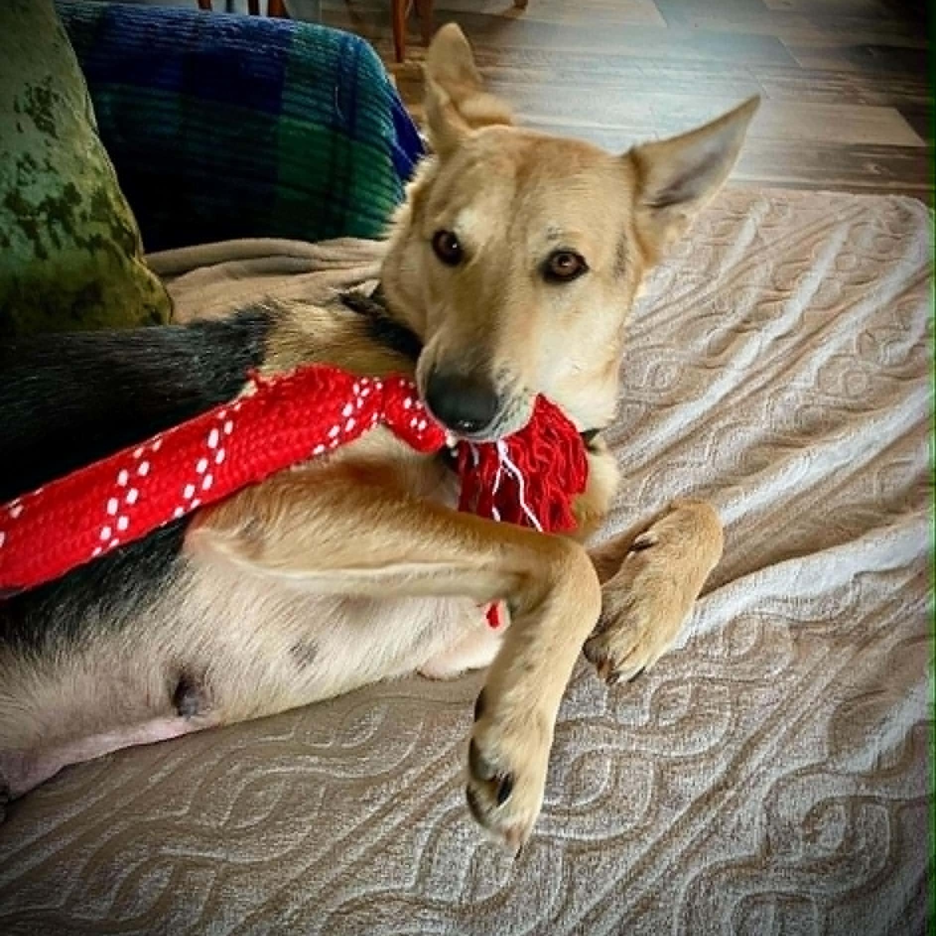 Enlarge Ginger, a Adoptable mixed breed in Elizabeth City , NC image 6/6