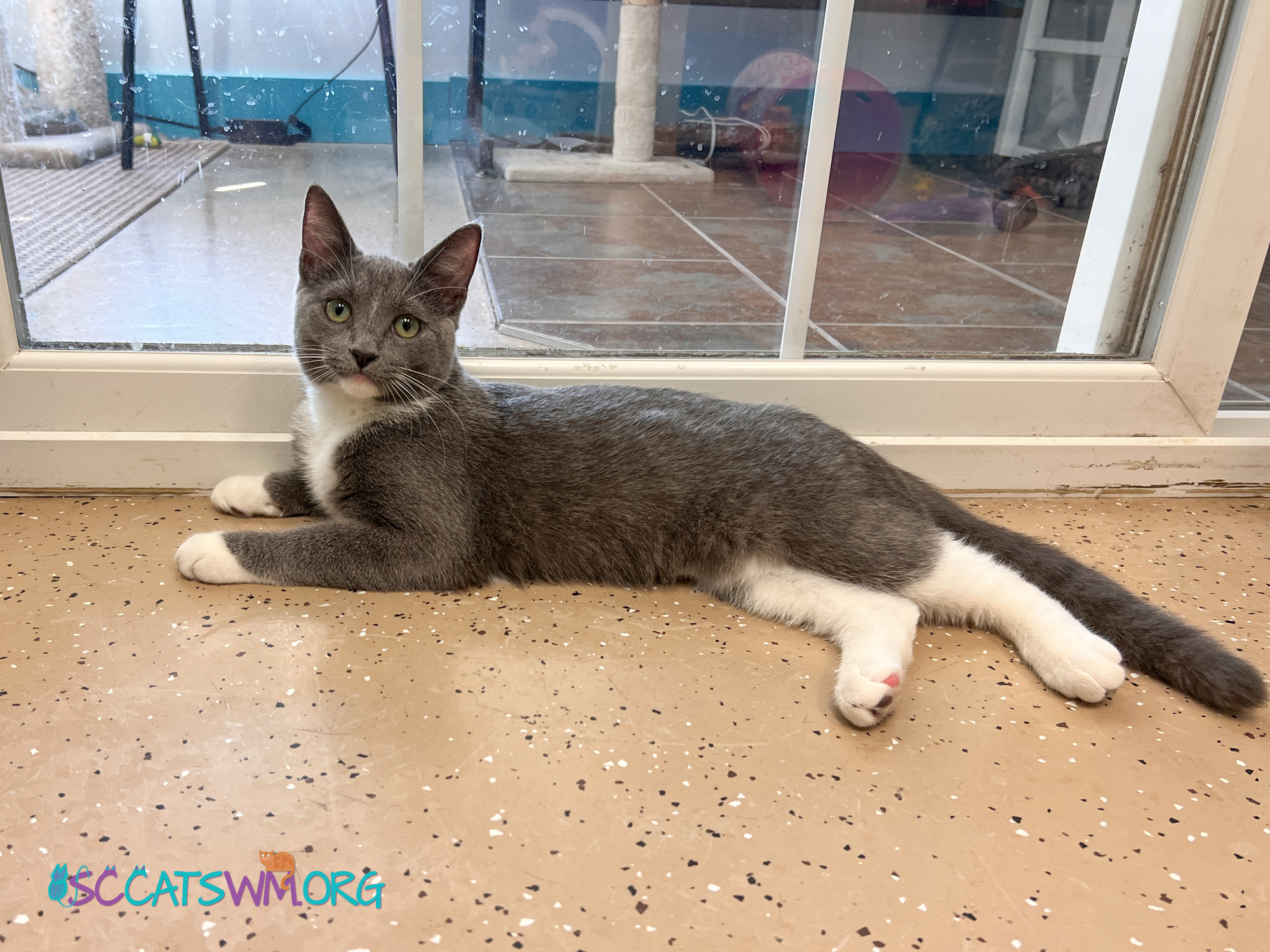 Cat for adoption Buddy, a Domestic Short Hair in Grand Rapids, MI