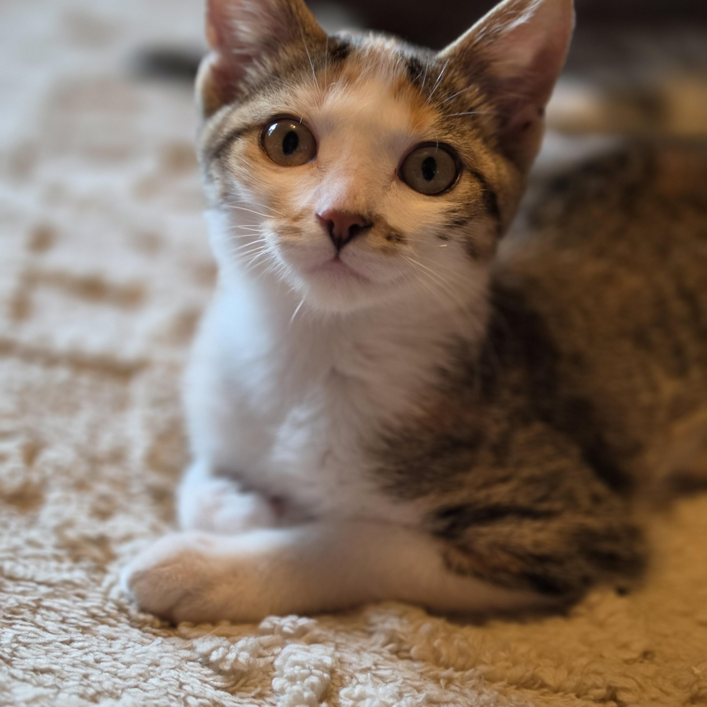 Hazel, ADOPTABLE, Kitten Female Domestic Short Hair.