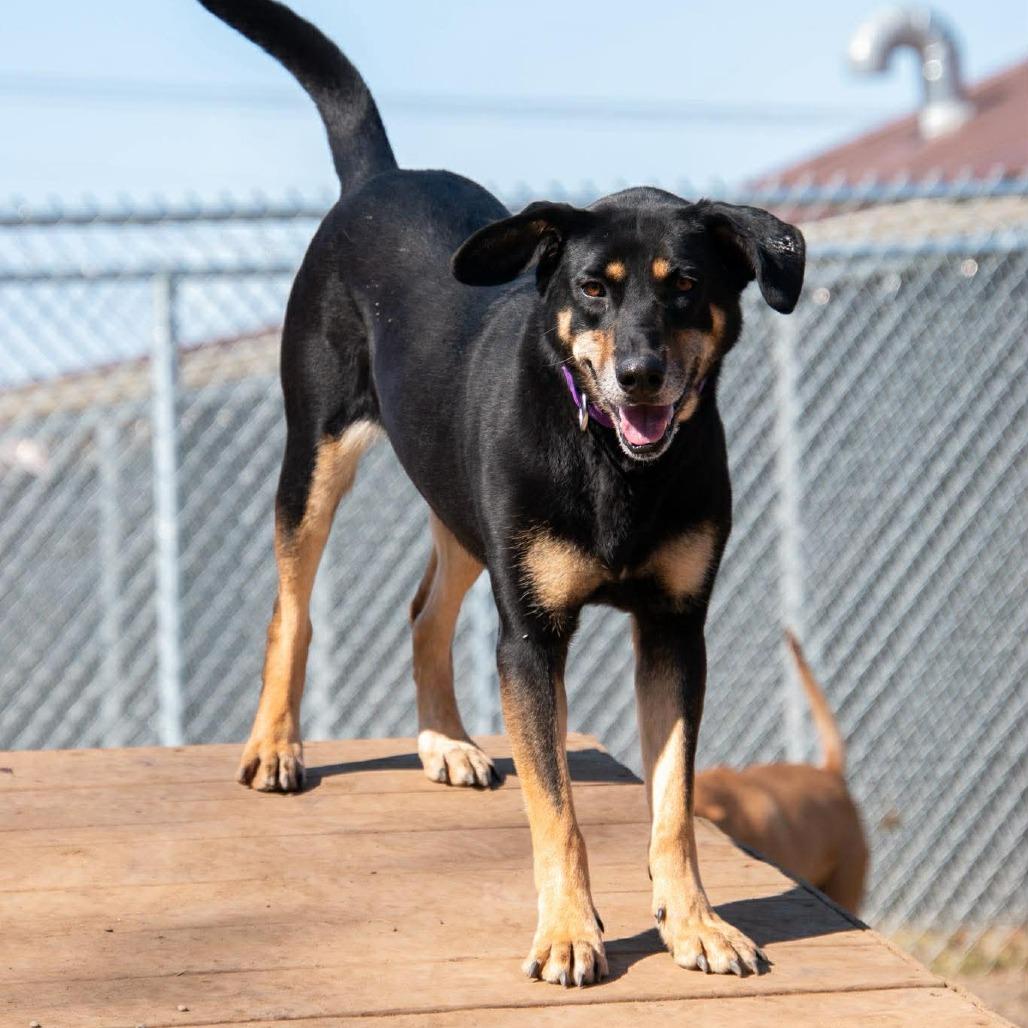 Enlarge Luna, a Adoptable mixed breed in Parkersburg, WV image 1/6