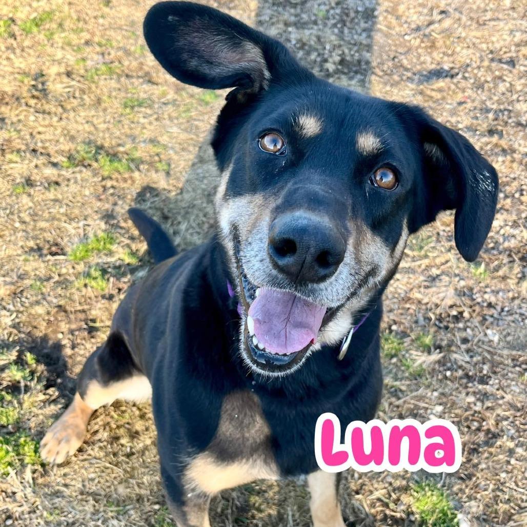 Enlarge Luna, a Adoptable mixed breed in Parkersburg, WV image 2/6