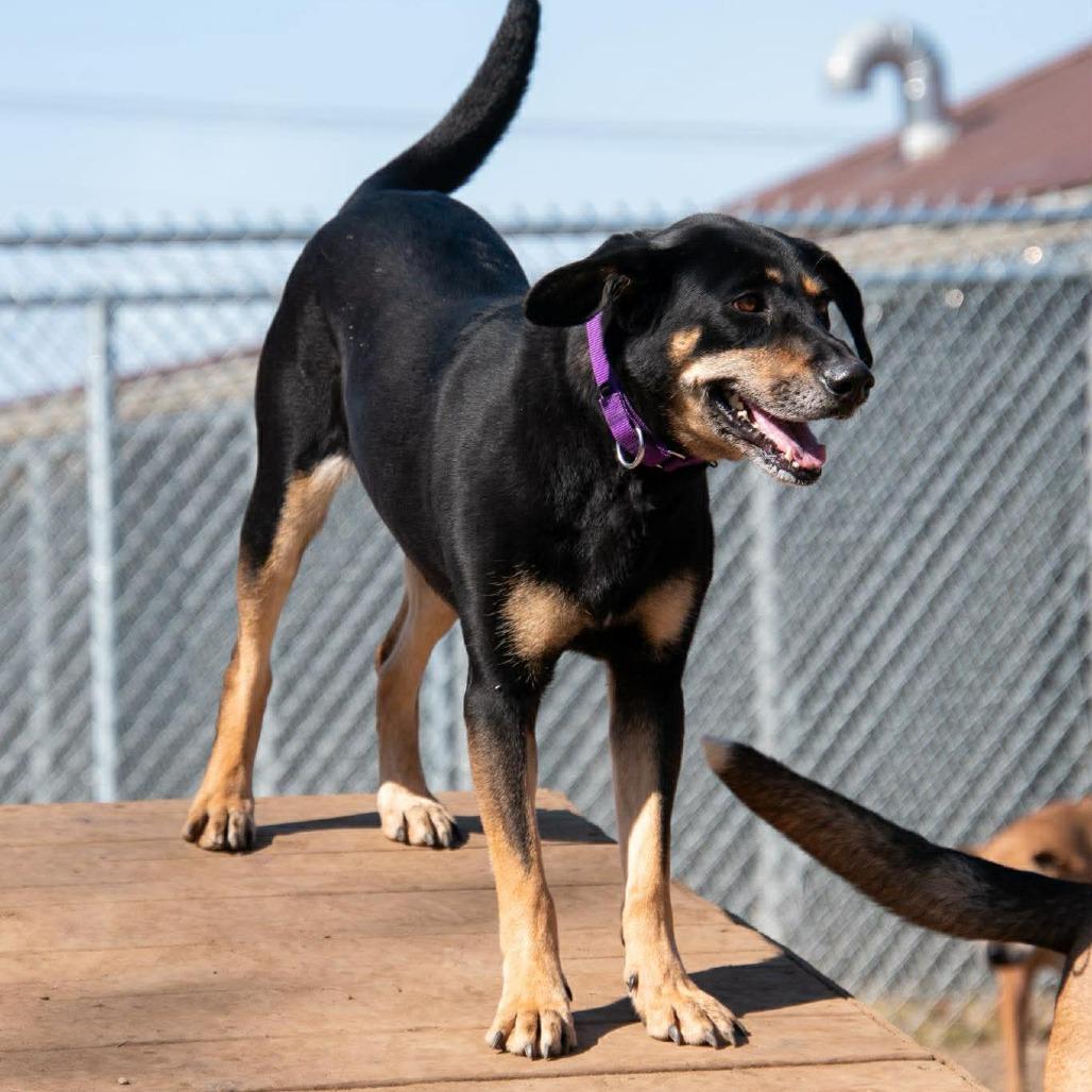 Enlarge Luna, a Adoptable mixed breed in Parkersburg, WV image 3/6