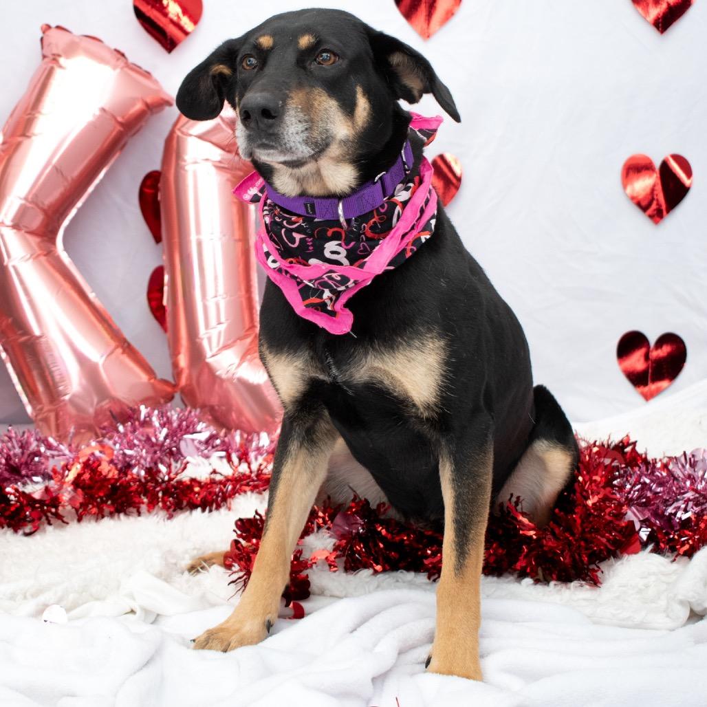 Enlarge Luna, a Adoptable mixed breed in Parkersburg, WV image 4/6