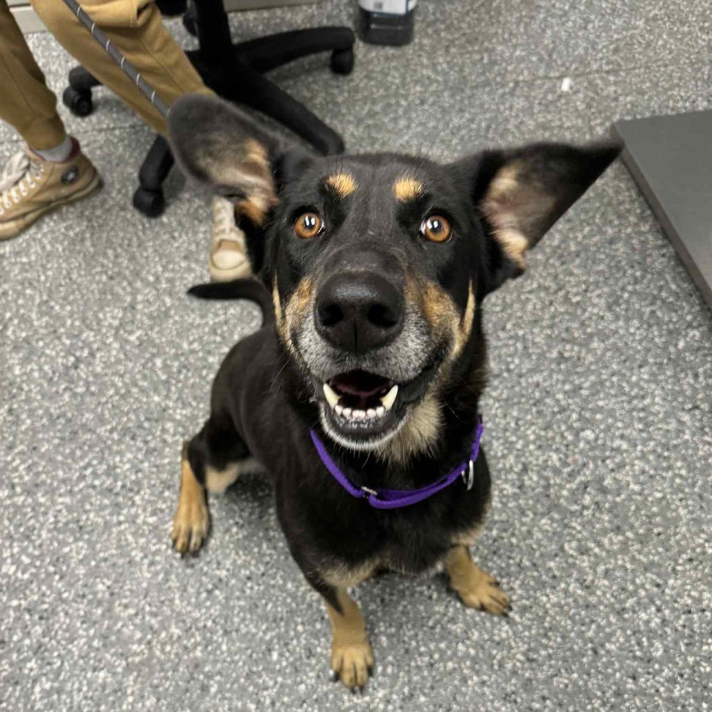 Enlarge Luna, a Adoptable mixed breed in Parkersburg, WV image 5/6