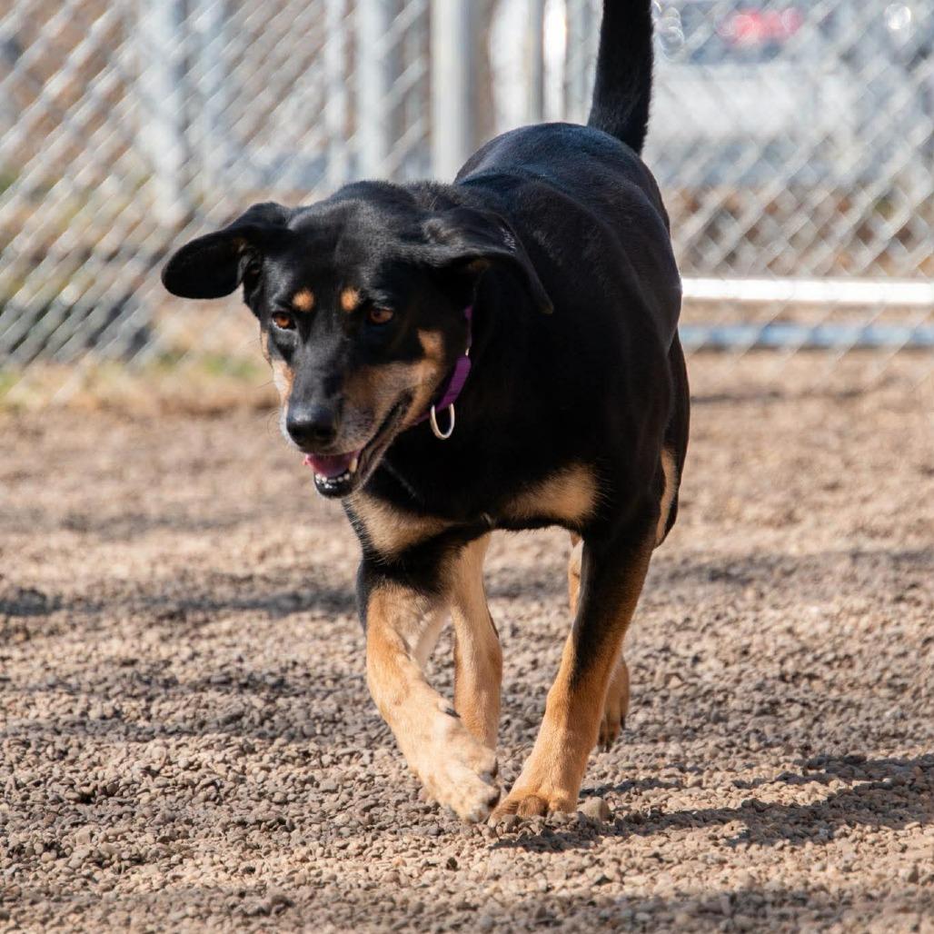 Enlarge Luna, a Adoptable mixed breed in Parkersburg, WV image 6/6