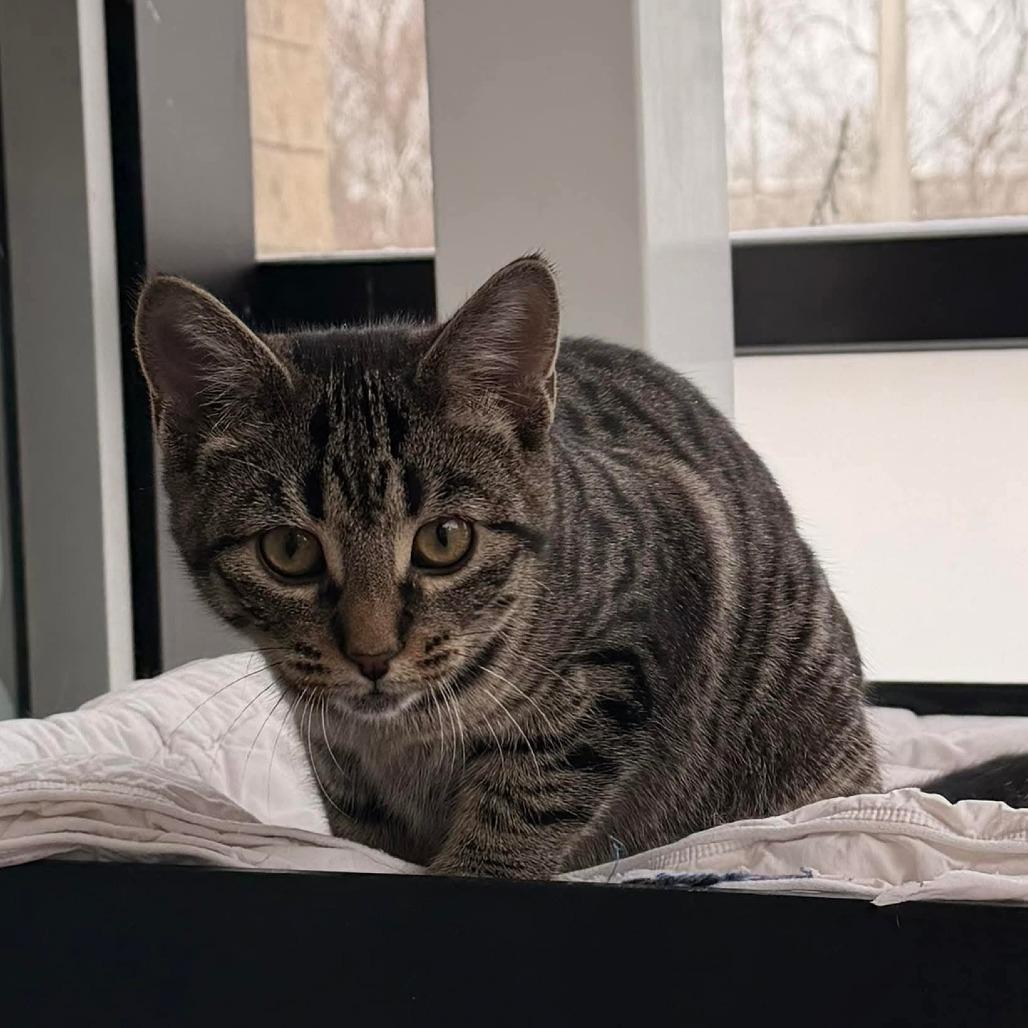 Vierling, Adoptable, Kitten Female Domestic Short Hair.