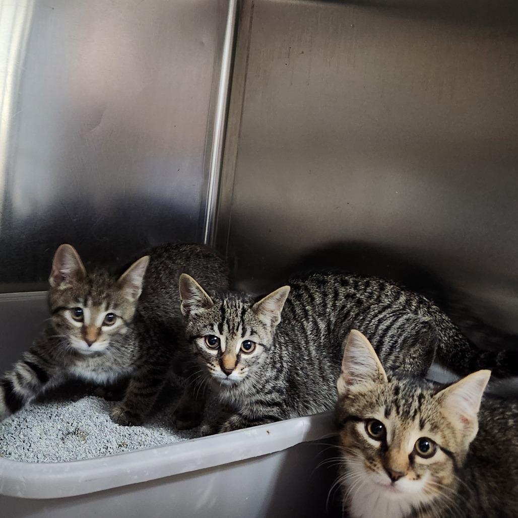 Enlarge Vierling, a Adoptable Domestic Short Hair in Grand Rapids, MI image 2/4