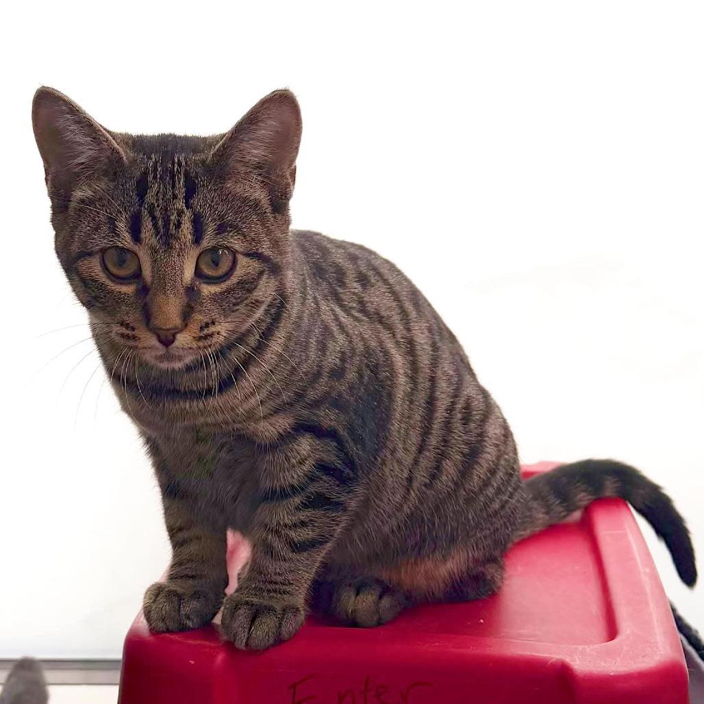 Enlarge Vierling, a Adoptable Domestic Short Hair in Grand Rapids, MI image 3/4