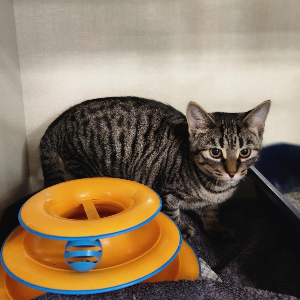 Enlarge Vierling, a Adoptable Domestic Short Hair in Grand Rapids, MI image 4/4