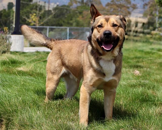 Enlarge INDIANA, a Adoptable mixed breed in San Luis Obispo, CA image 1/1