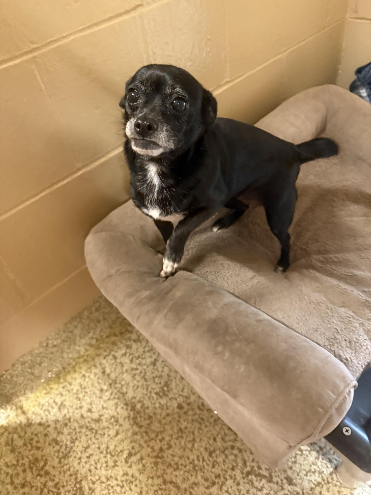 Shadow, a Adoptable Chihuahua in Woonsocket, RI image 1/3