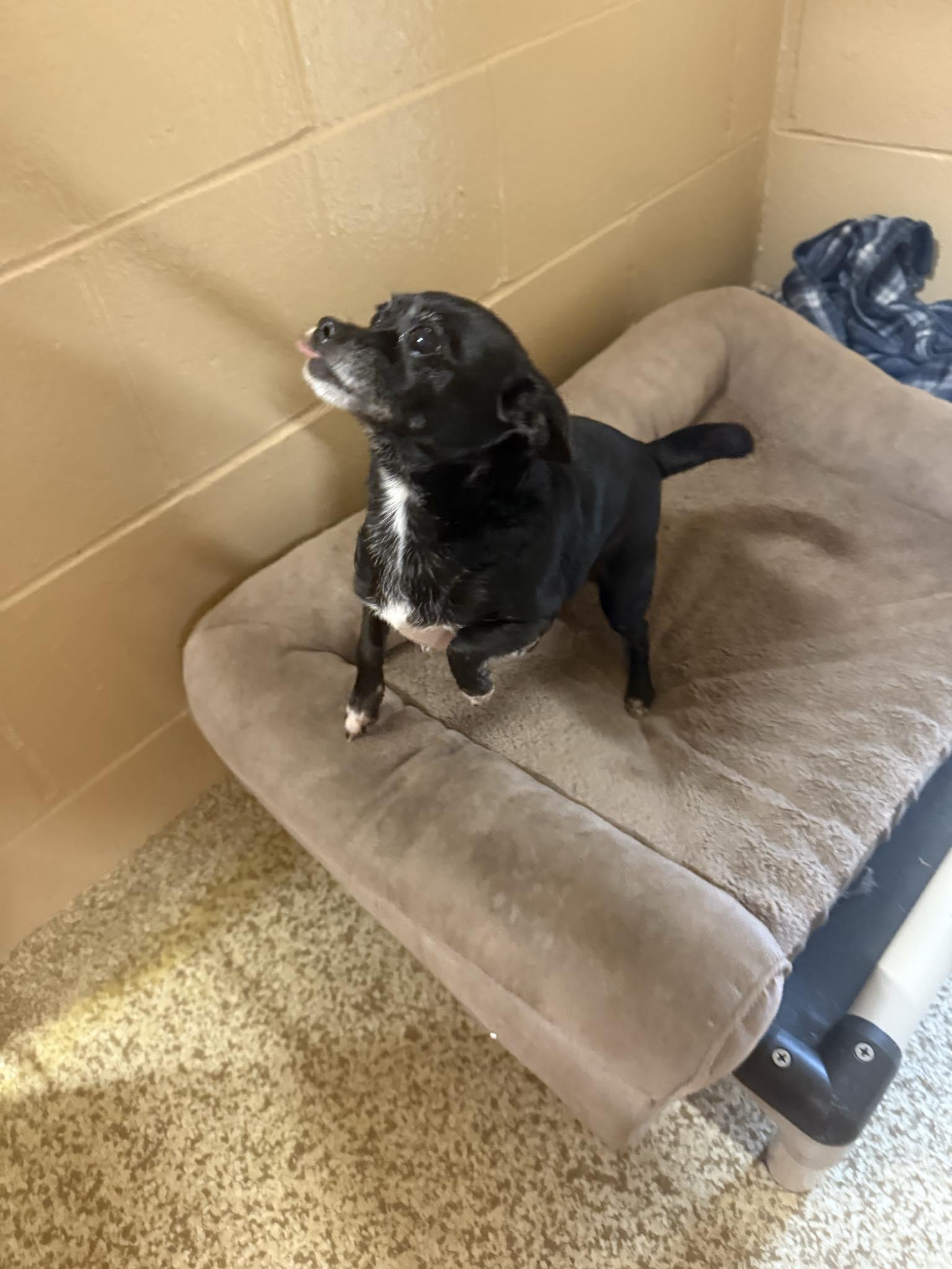 Shadow, a Adoptable Chihuahua in Woonsocket, RI image 2/3