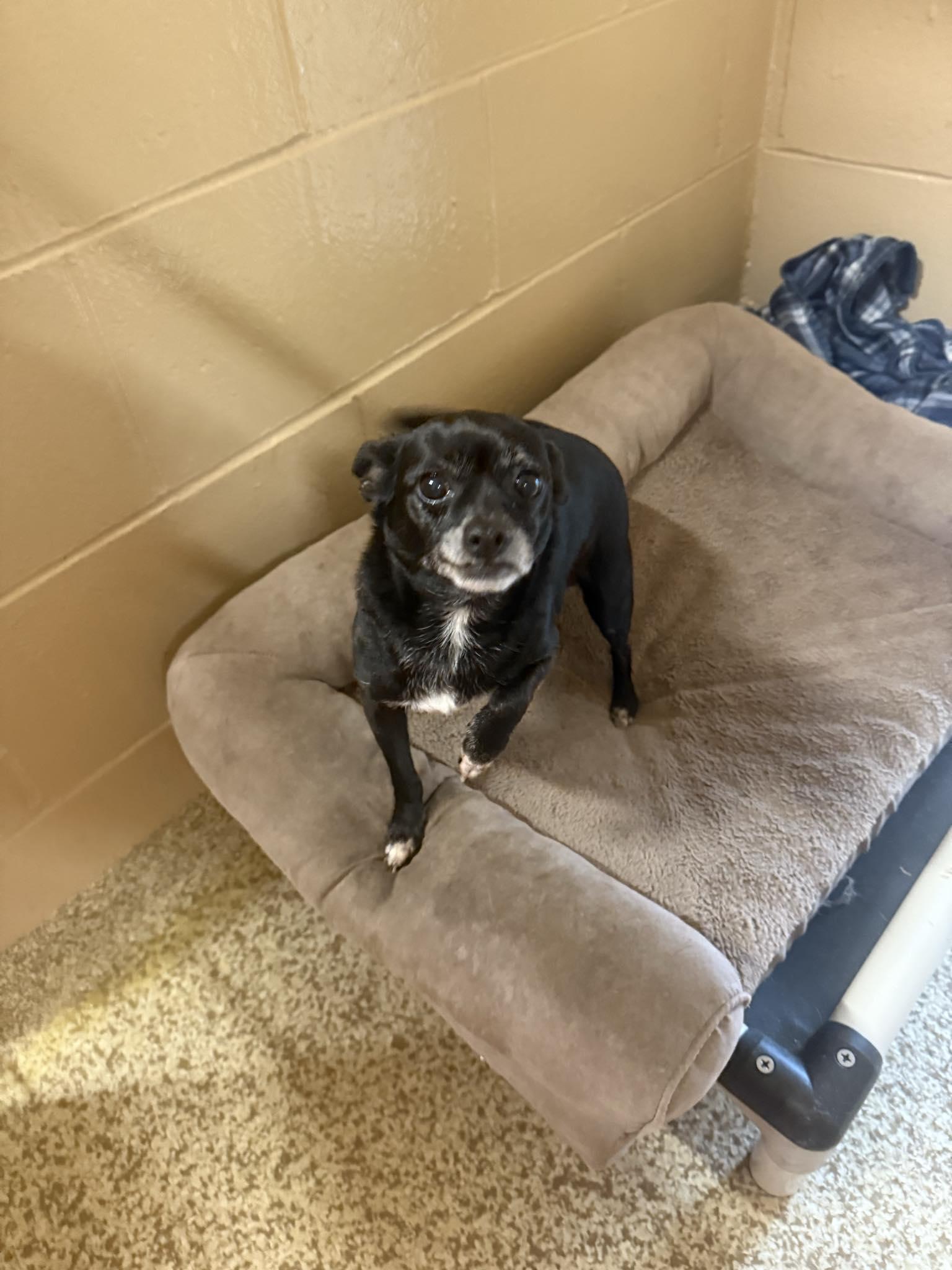 Shadow, a Adoptable Chihuahua in Woonsocket, RI image 3/3