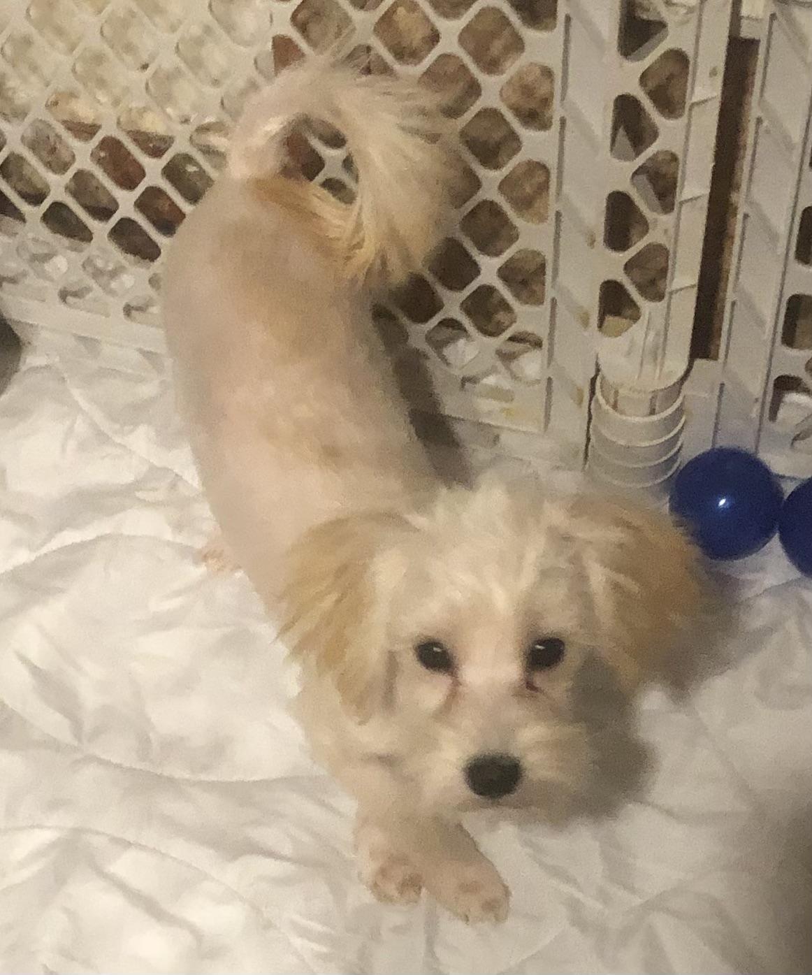 Alfie, ADOPTABLE, Puppy Male Maltese & Poodle (Toy).