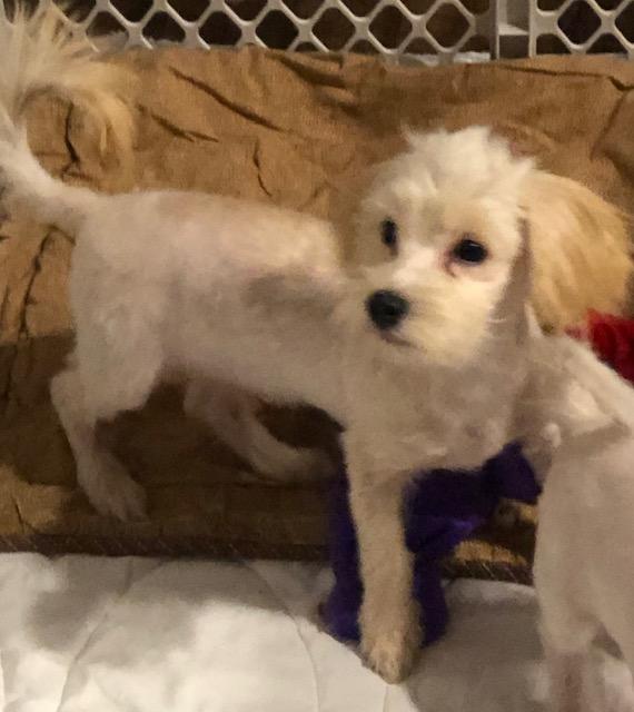 Enlarge Alfie, a ADOPTABLE mixed breed in Colleyville, TX image 3/3