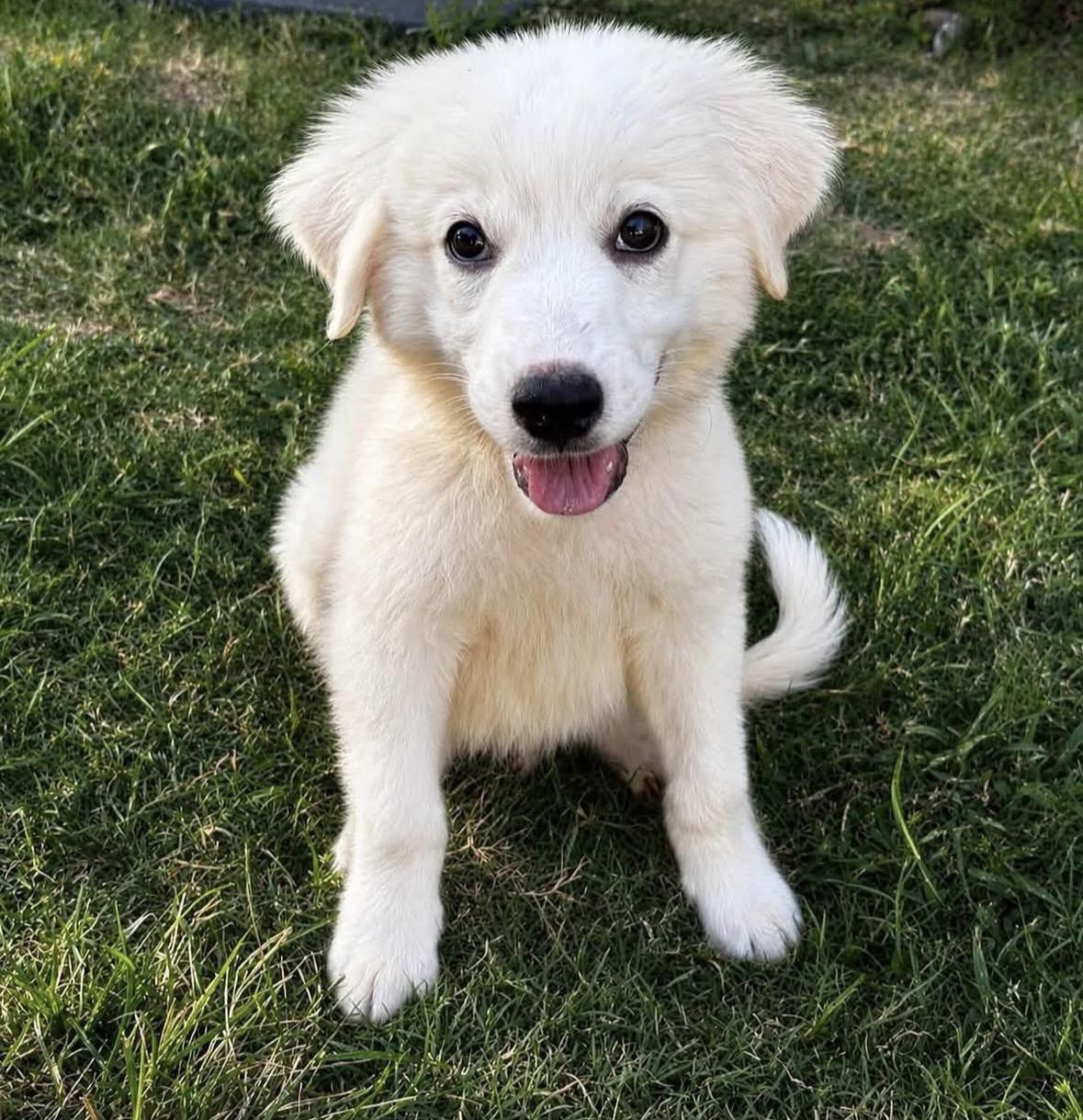 Cream, adopted, Puppy Male Great Pyrenees.