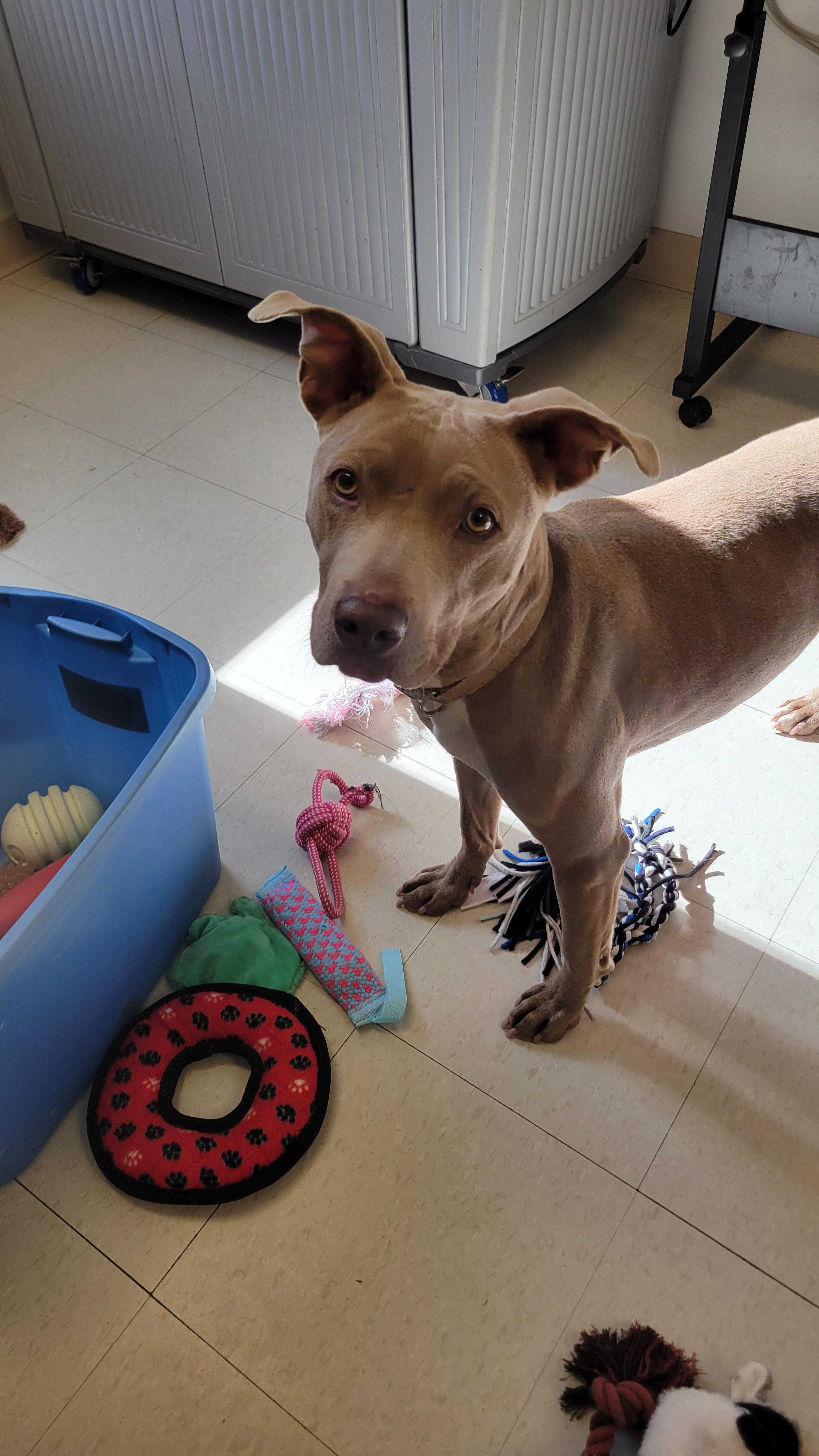Enlarge Aspen, a Adoptable mixed breed in West Jefferson, OH image 1/6