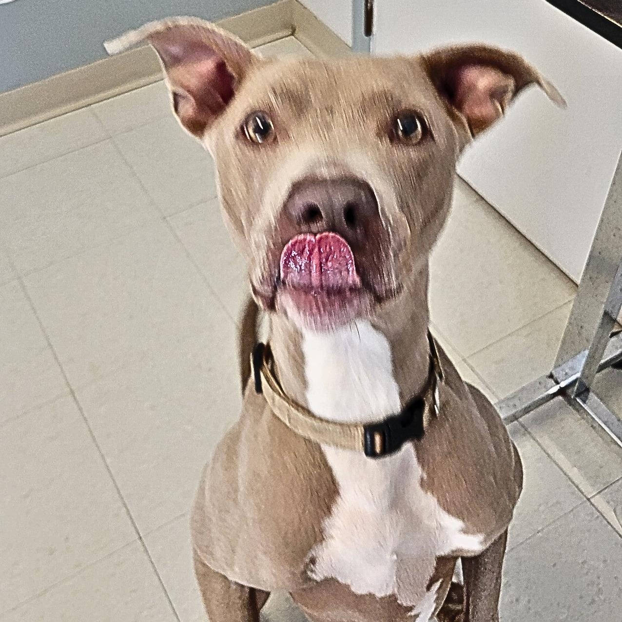 Enlarge Aspen, a Adoptable mixed breed in West Jefferson, OH image 3/6