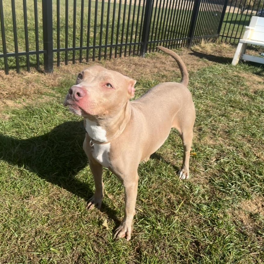 Enlarge Aspen, a Adoptable mixed breed in West Jefferson, OH image 3/5