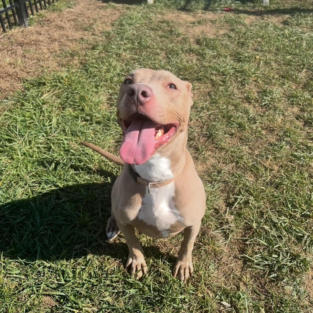 Enlarge Aspen, a Adoptable mixed breed in West Jefferson, OH image 4/5