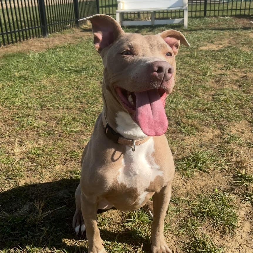 Enlarge Aspen, a Adoptable mixed breed in West Jefferson, OH image 2/5