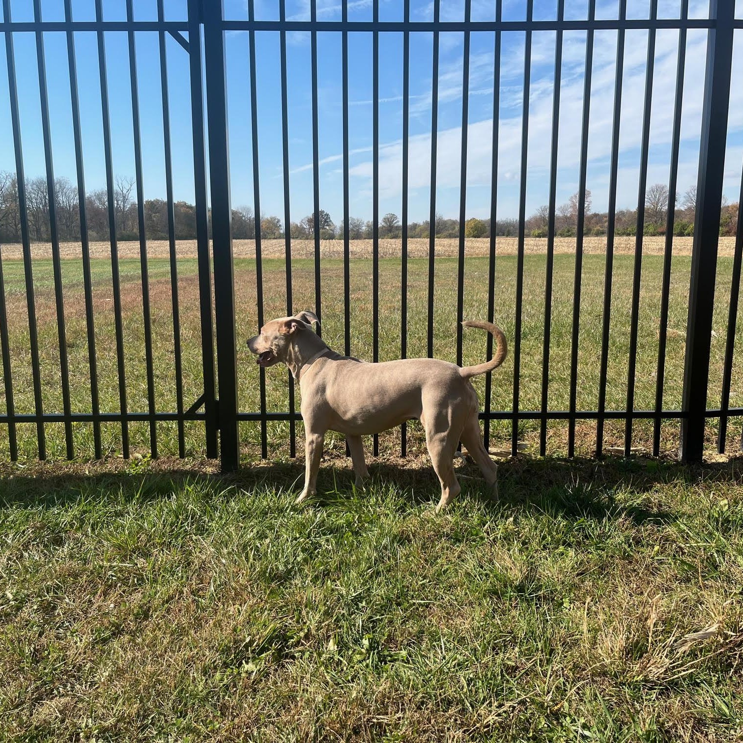 Enlarge Aspen, a Adoptable mixed breed in West Jefferson, OH image 5/5