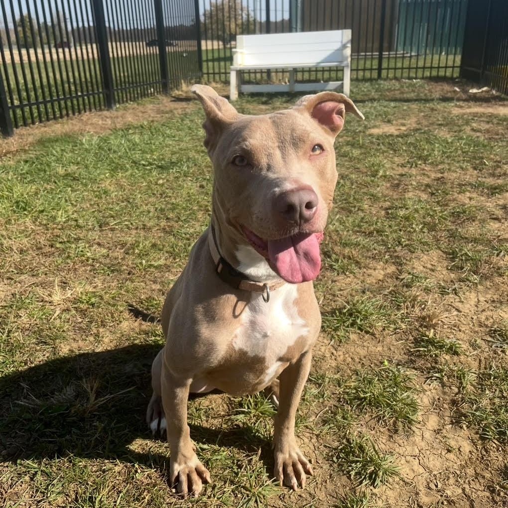 Enlarge Aspen, a Adoptable mixed breed in West Jefferson, OH image 1/5