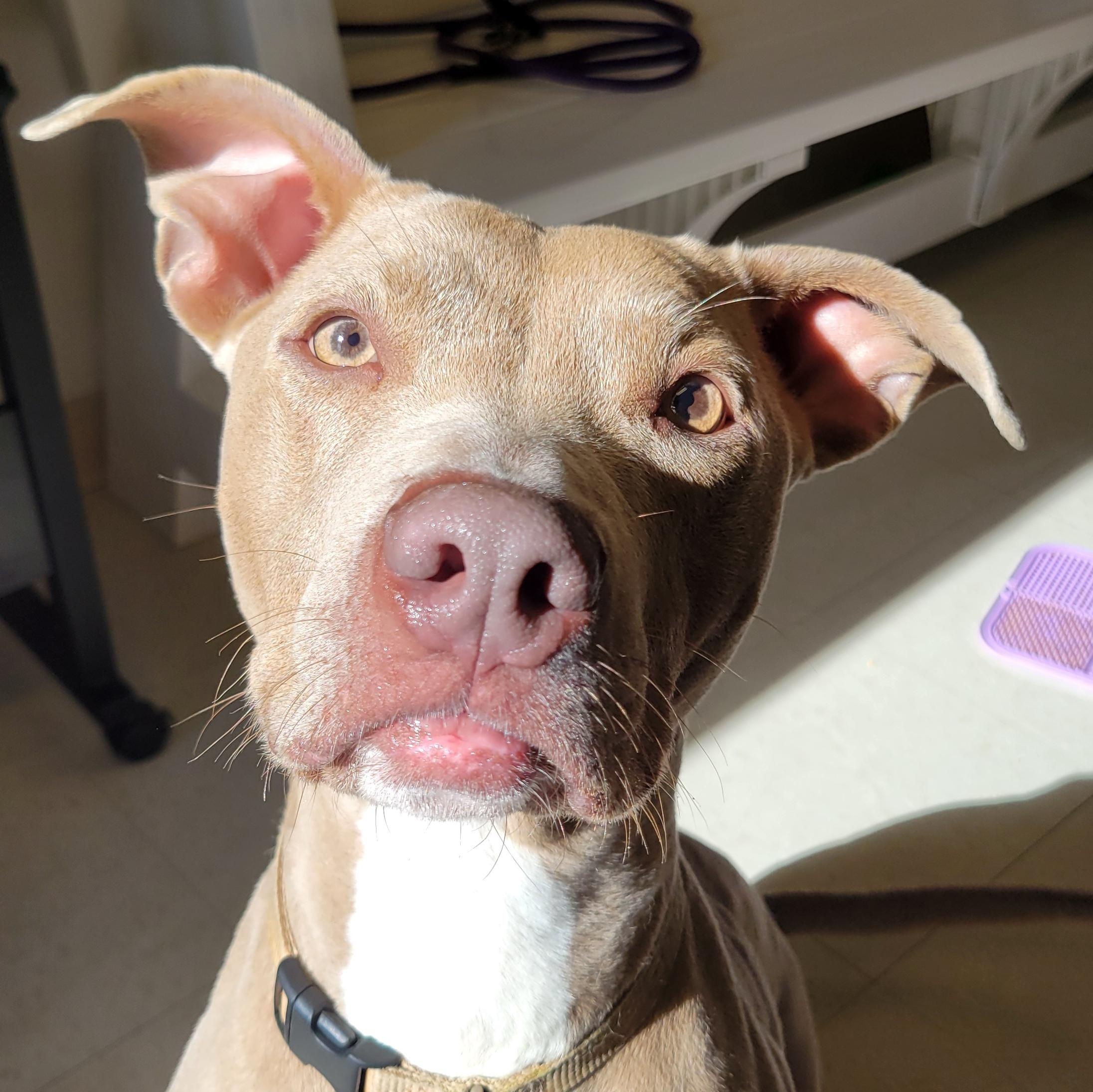 Enlarge Aspen, a Adoptable mixed breed in West Jefferson, OH image 2/6