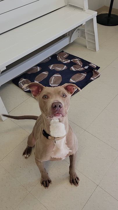 Enlarge Aspen, a Adoptable mixed breed in West Jefferson, OH video 6/6