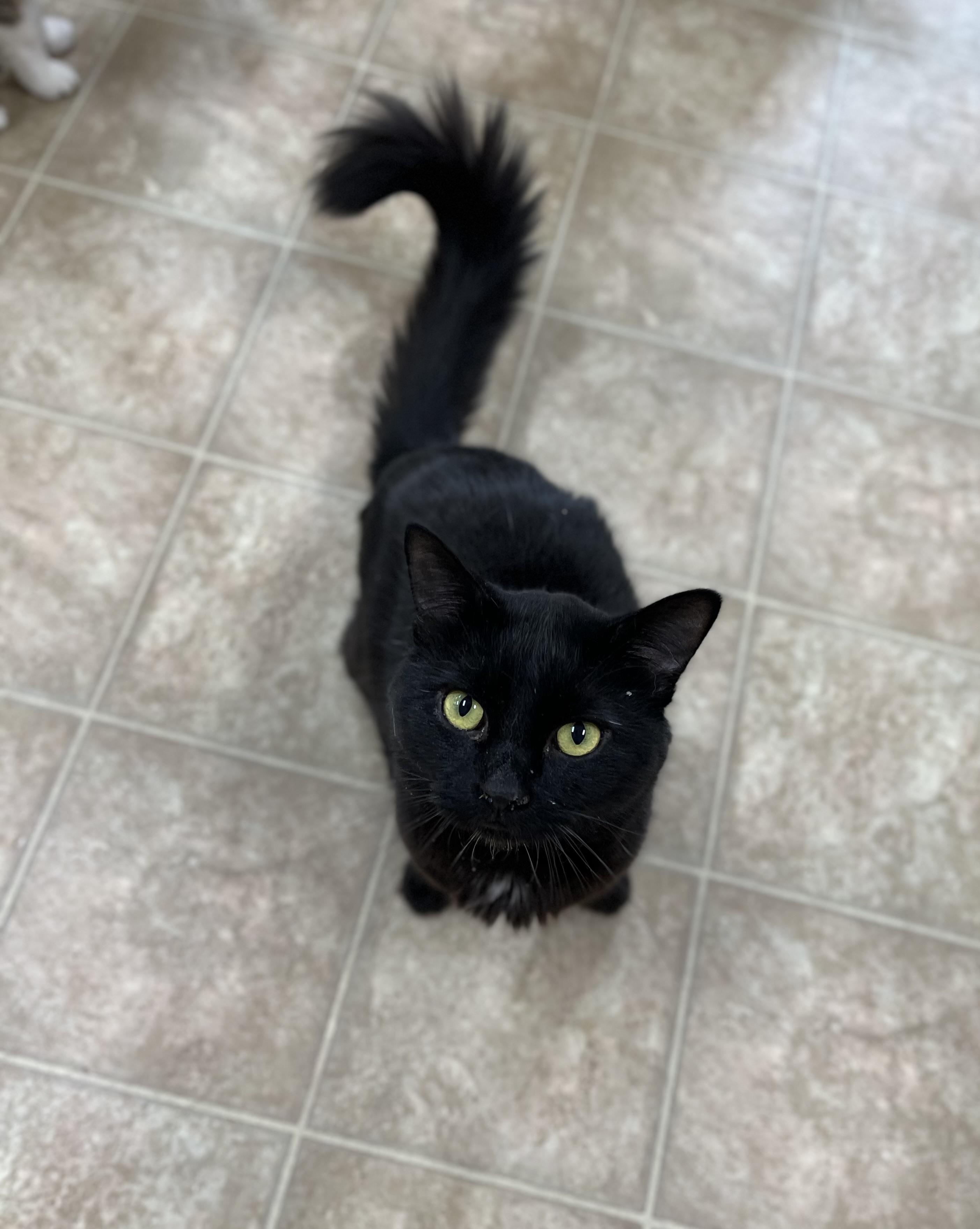 Enlarge Smokie, a Adoptable Domestic Medium Hair in Toledo, OH image 2/2