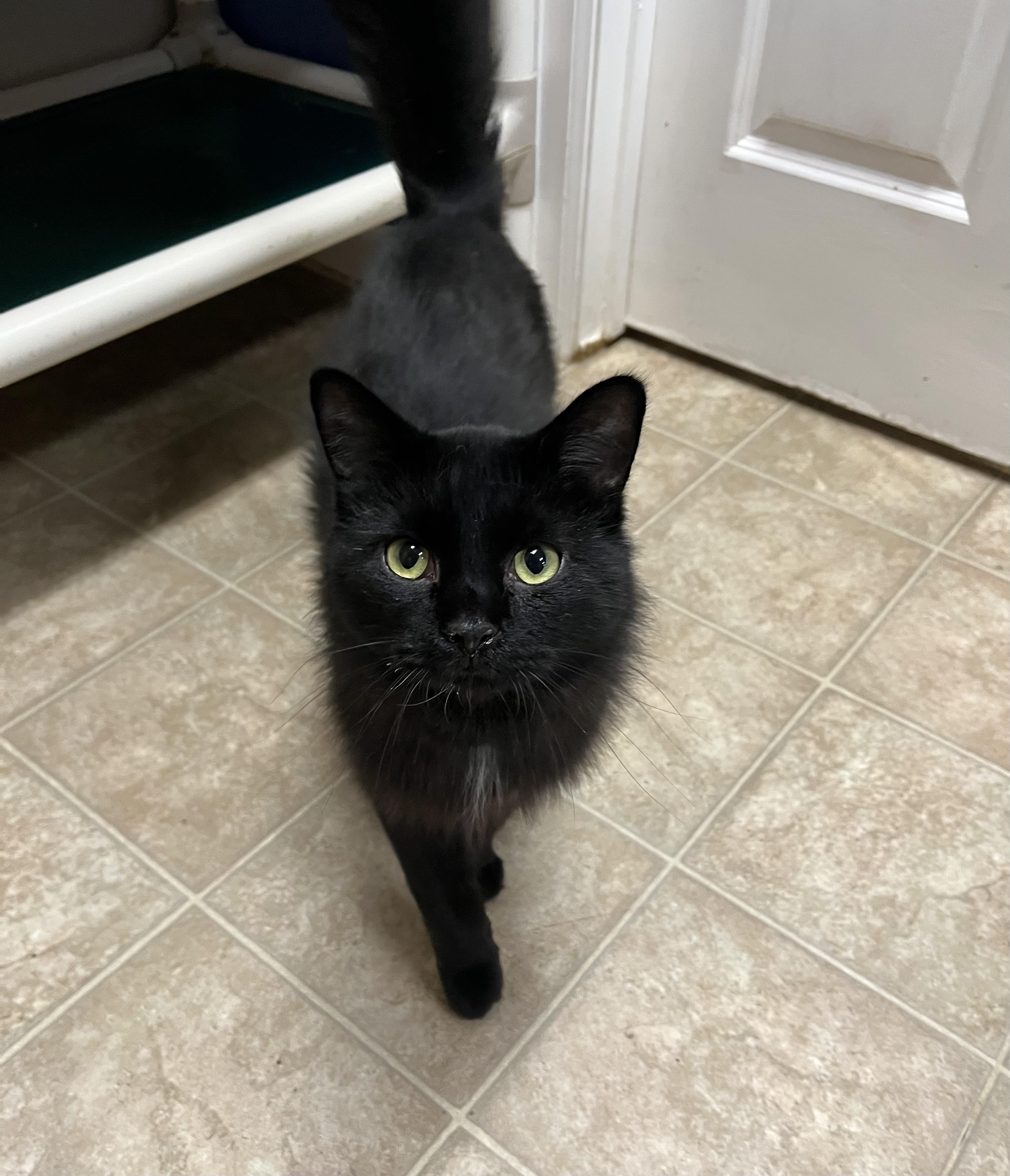 Enlarge Smokie, a Adoptable Domestic Medium Hair in Toledo, OH image 1/2