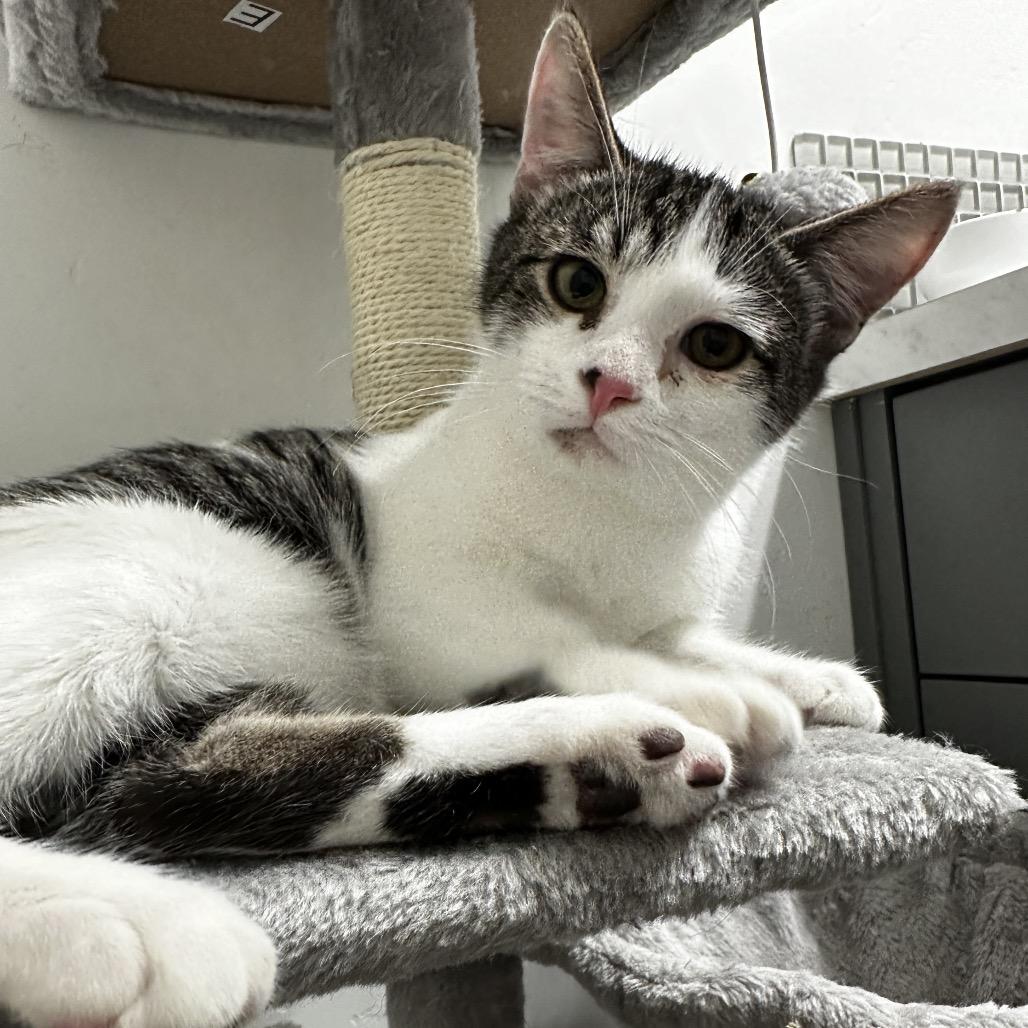 Waffle, Adoptable, Adult Male Domestic Short Hair.