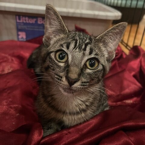 Bootsy, an adopted Domestic Short Hair Mix in Chicago, IL_image-1