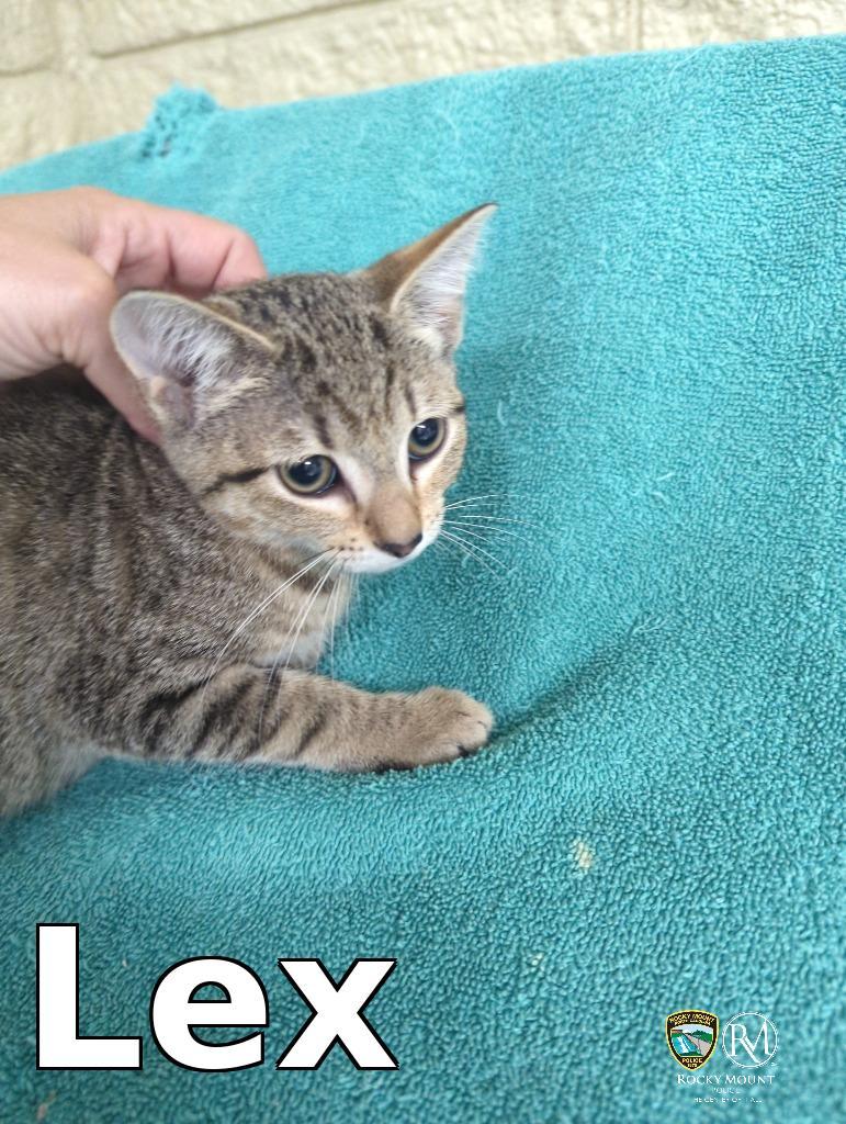 Enlarge Lex, a Adoptable mixed breed in Rocky Mount, NC image 1/1