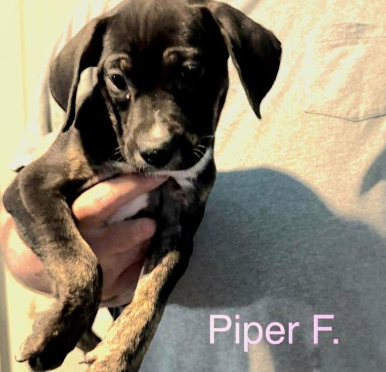 Piper, adoptable, Puppy Female Mixed Breed.