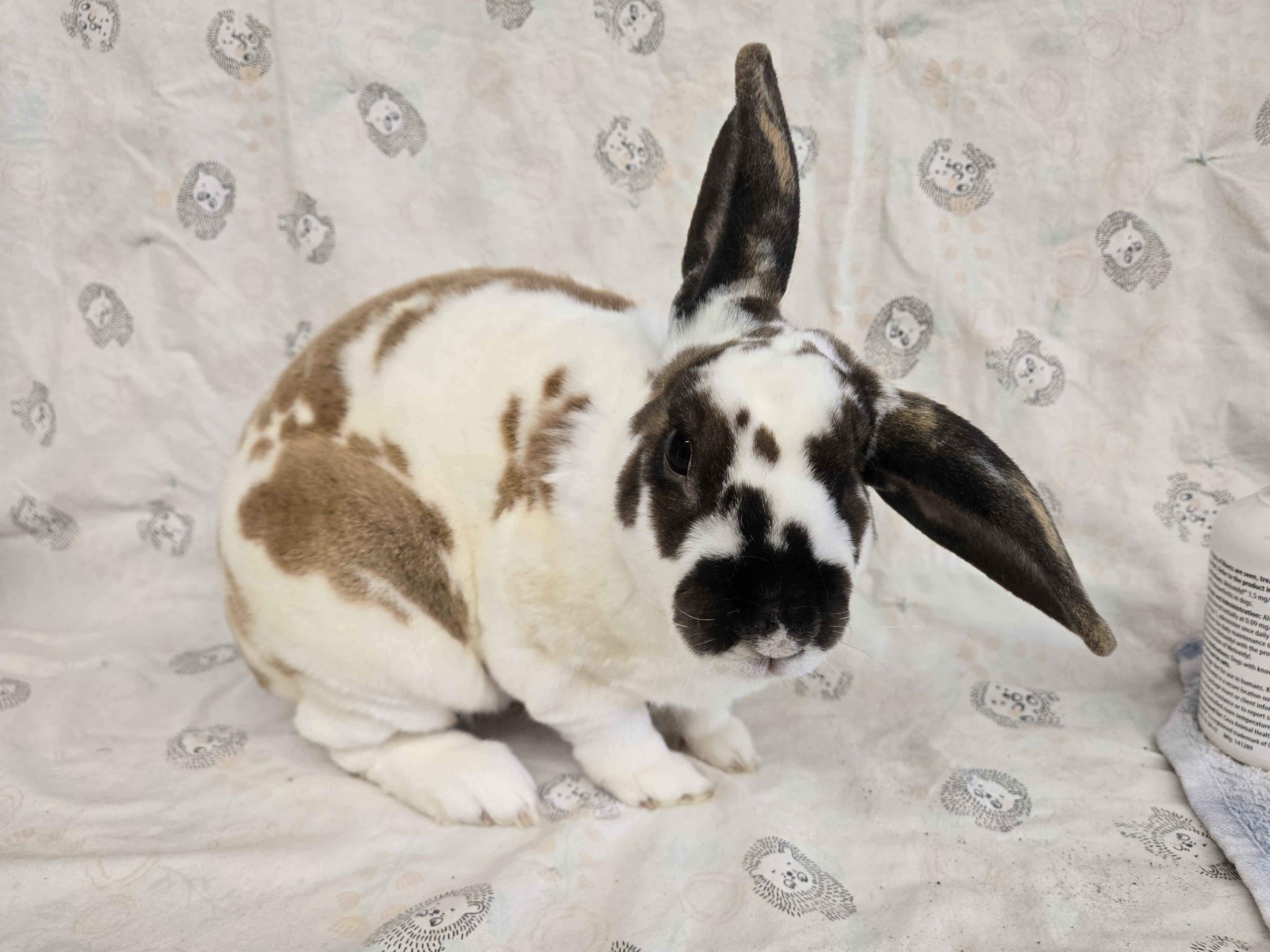 Huxley, ADOPTABLE, Adult Male Rex.