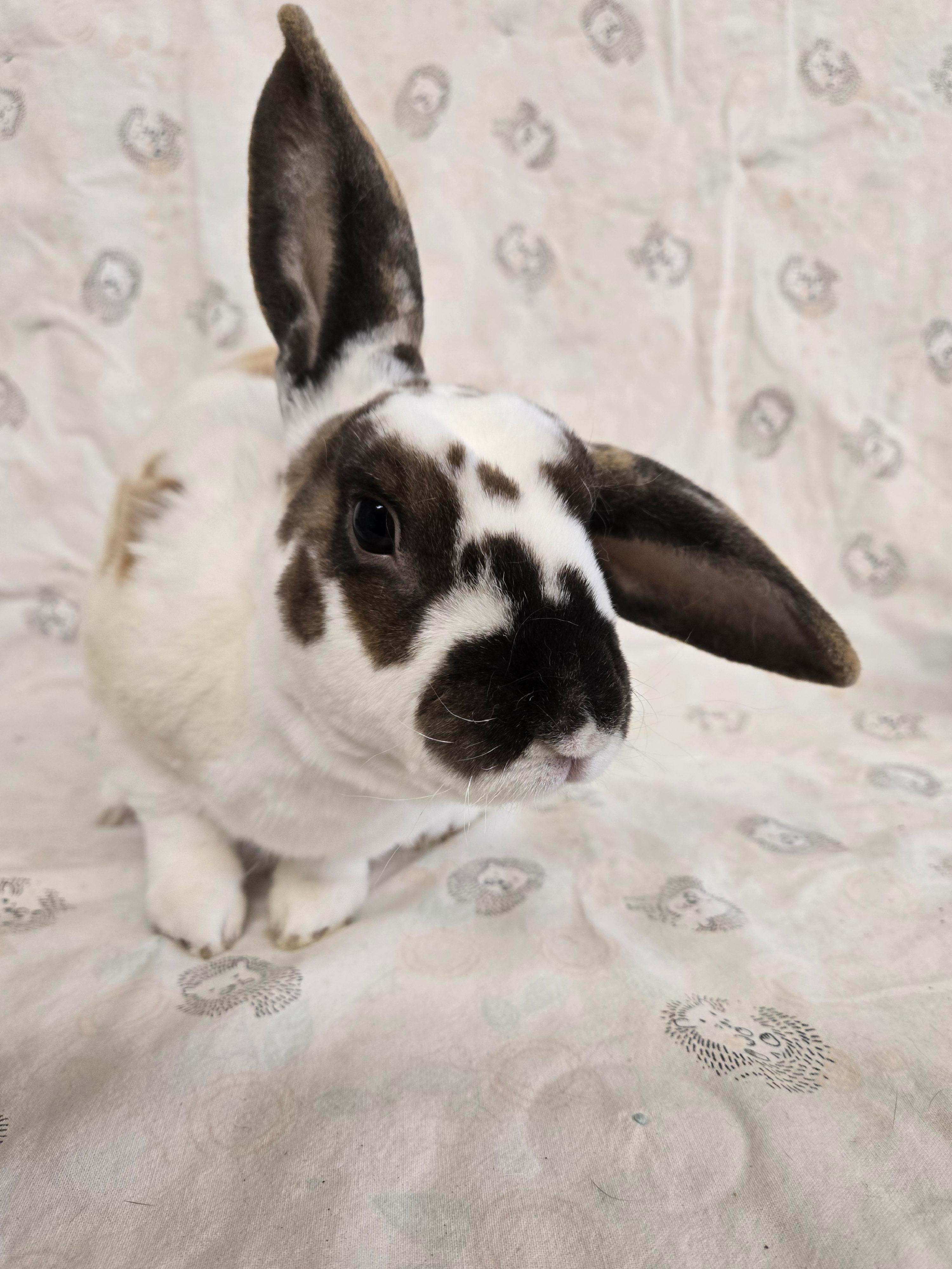 Huxley, a ADOPTABLE Rex in Deerfield, WI image 2/4