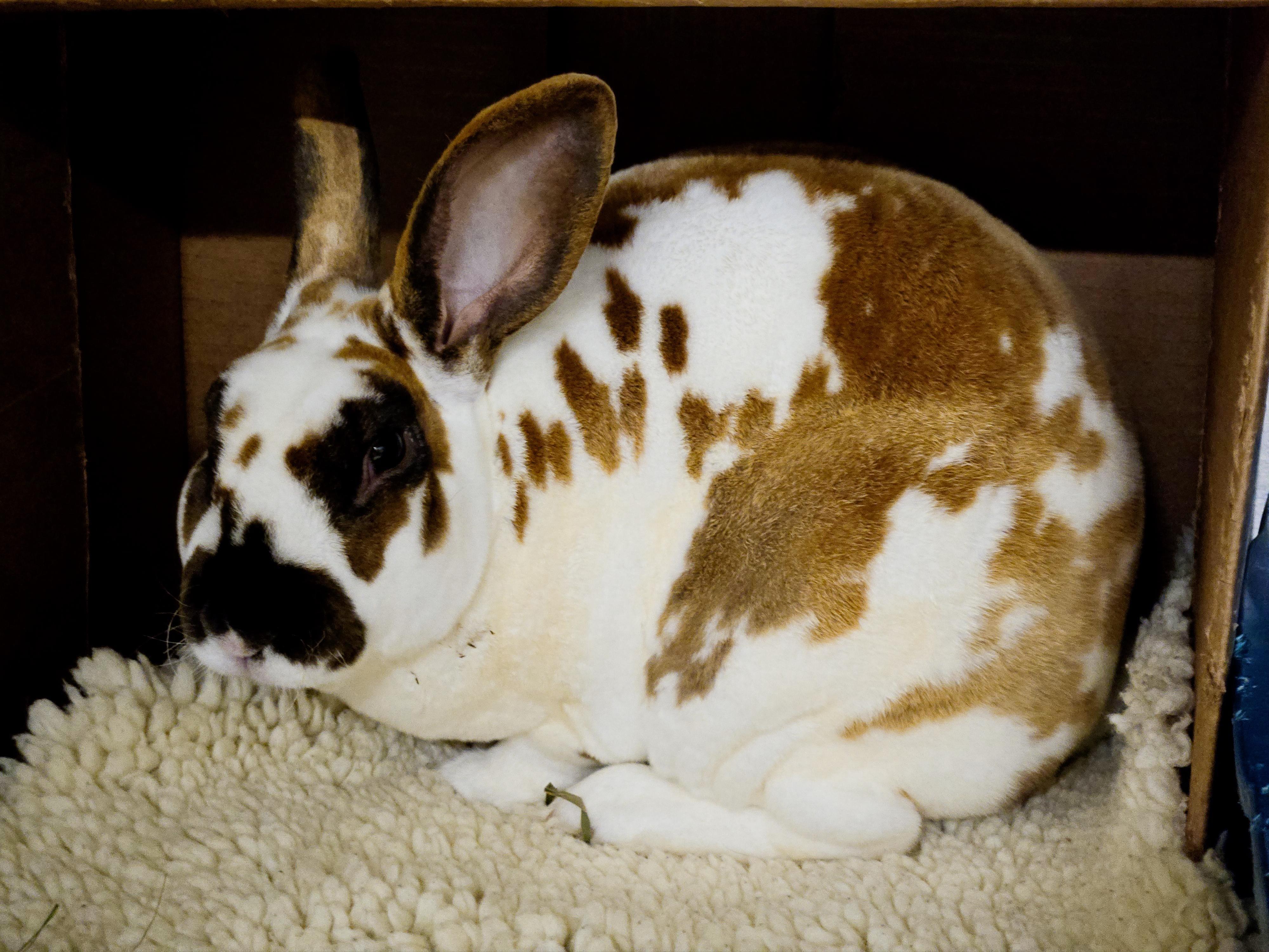 Huxley, a ADOPTABLE Rex in Deerfield, WI image 4/4