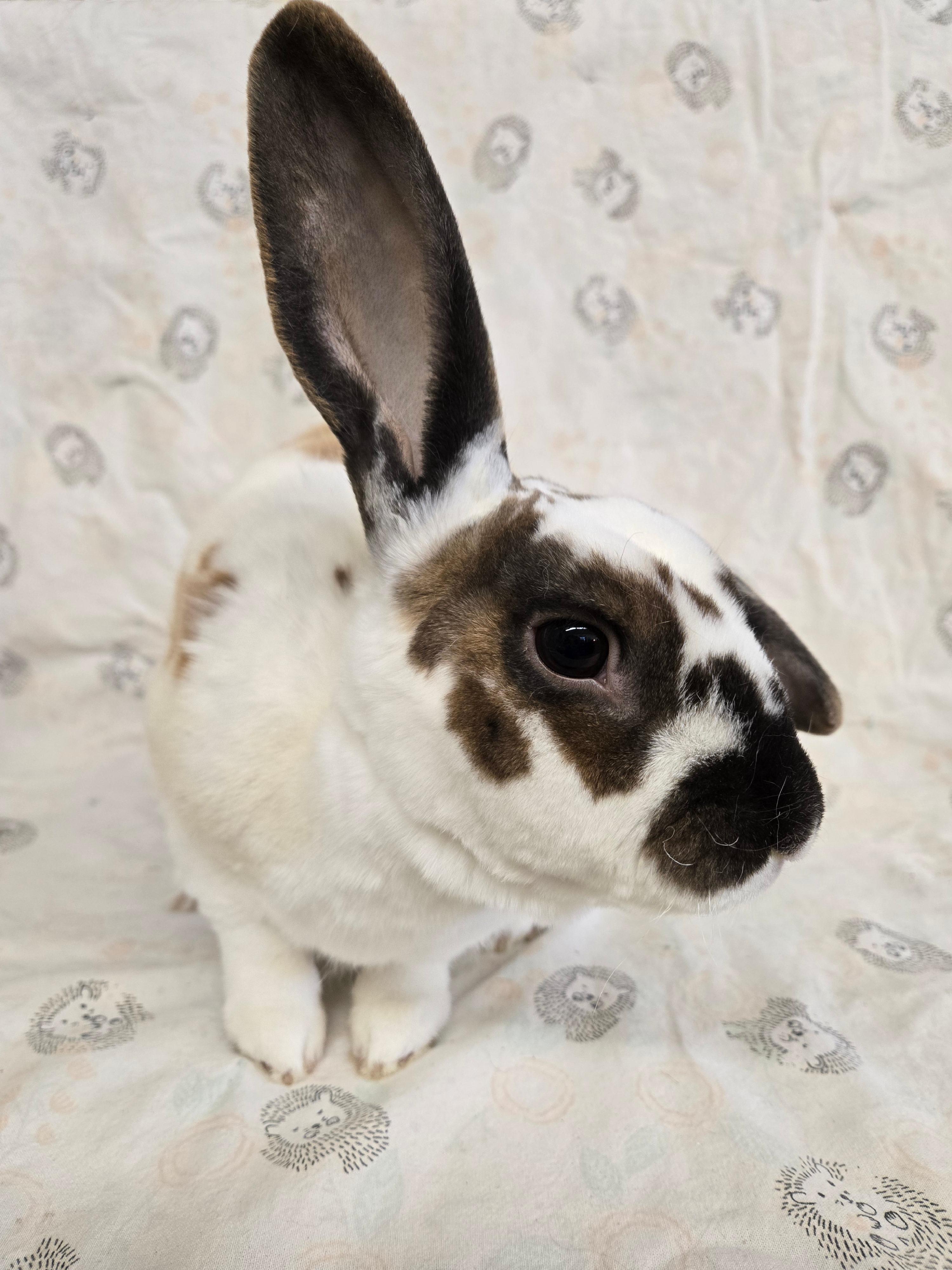 Huxley, a ADOPTABLE Rex in Deerfield, WI image 3/4