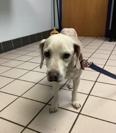 Enlarge Sage III, a Adoptable Beagle in Tampa, FL image 1/2
