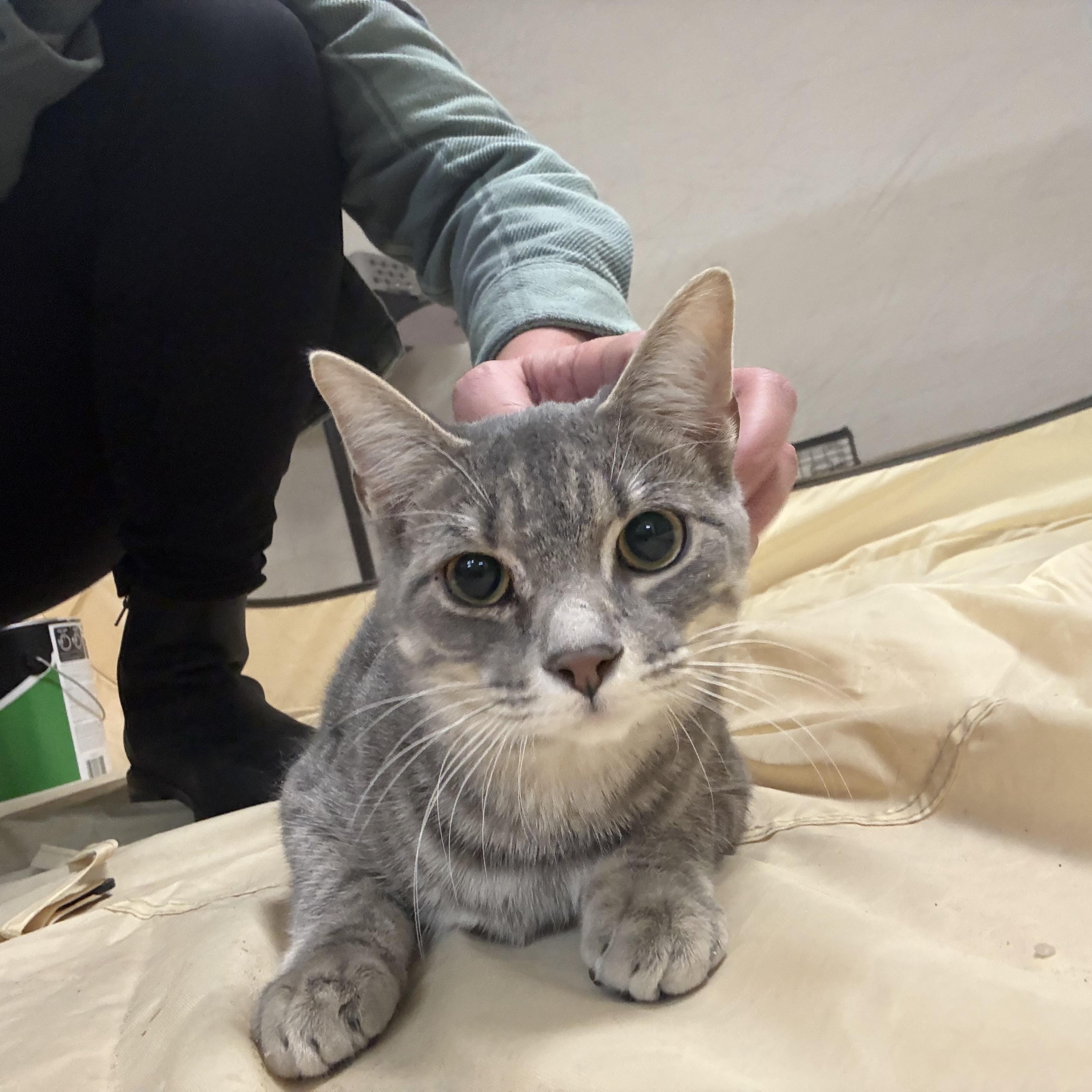 Malibu, ADOPTABLE, Young Male Domestic Short Hair.