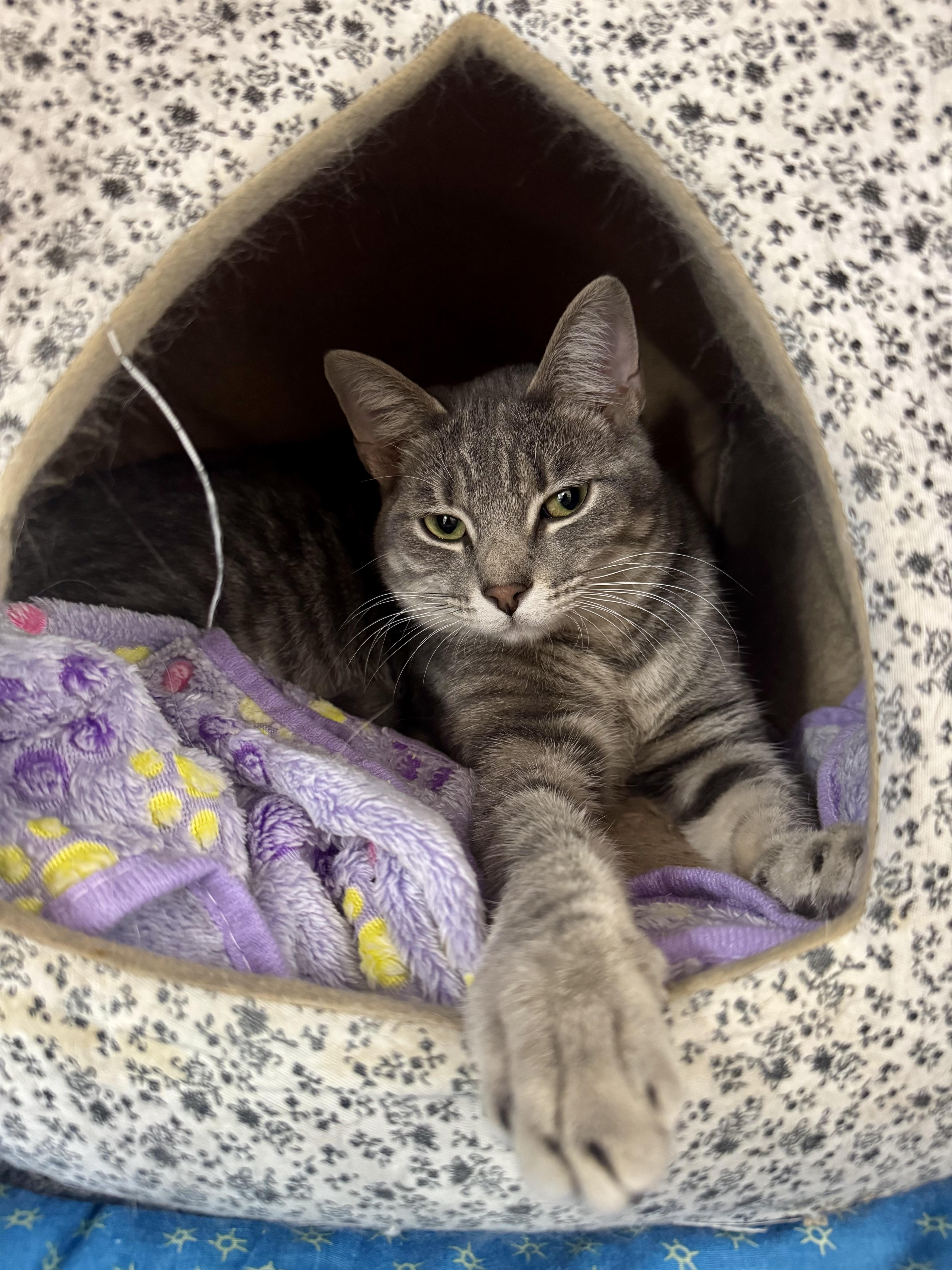 Malibu, ADOPTABLE, Young Male Domestic Short Hair.