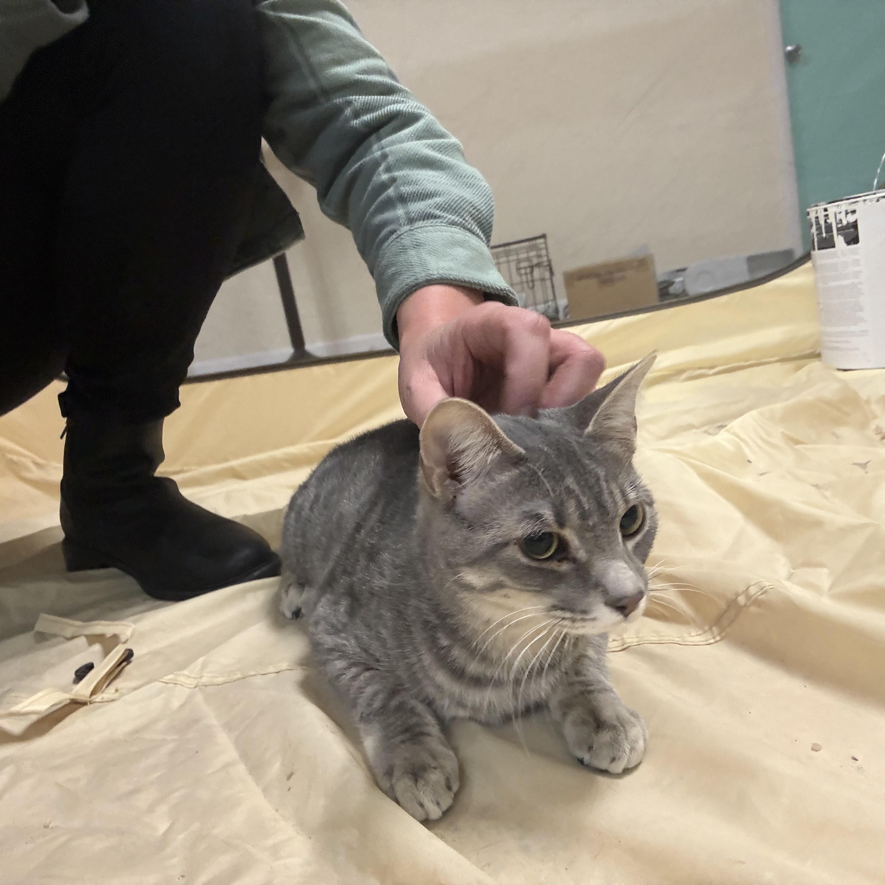 Enlarge Malibu, a ADOPTABLE Domestic Short Hair in Galloway, NJ image 4/4