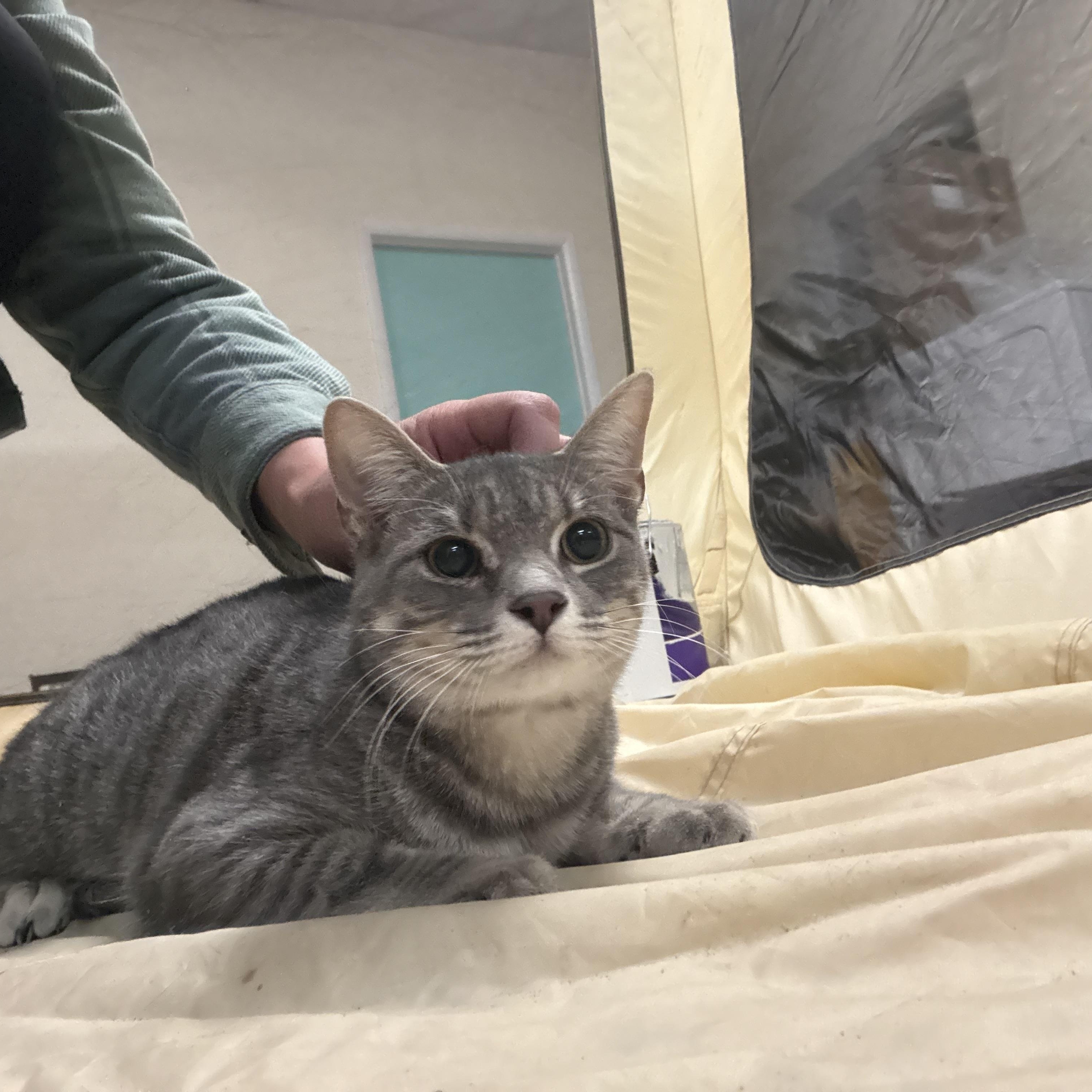 Enlarge Malibu, a ADOPTABLE Domestic Short Hair in Galloway, NJ image 3/4