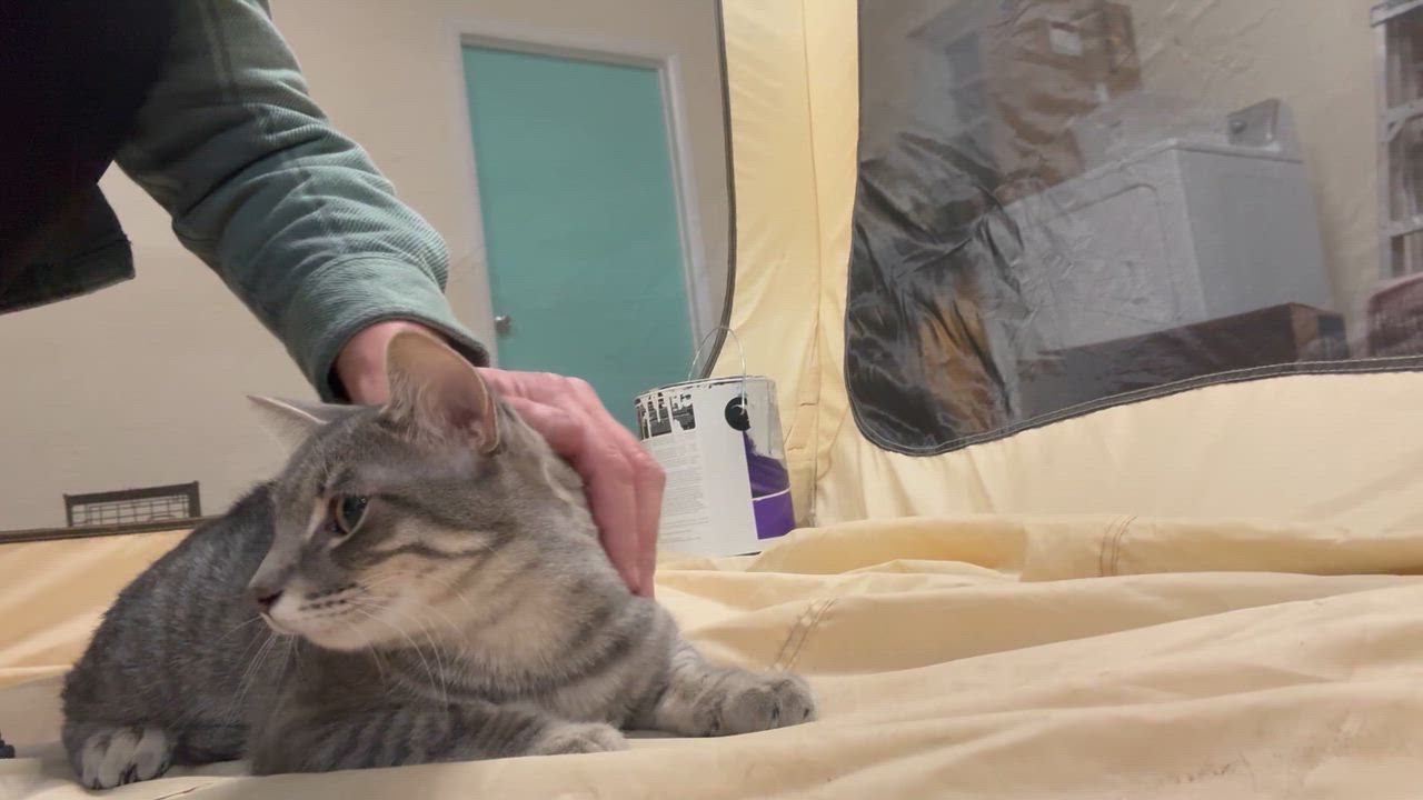 Enlarge Malibu, a ADOPTABLE Domestic Short Hair in Galloway, NJ video 2/4