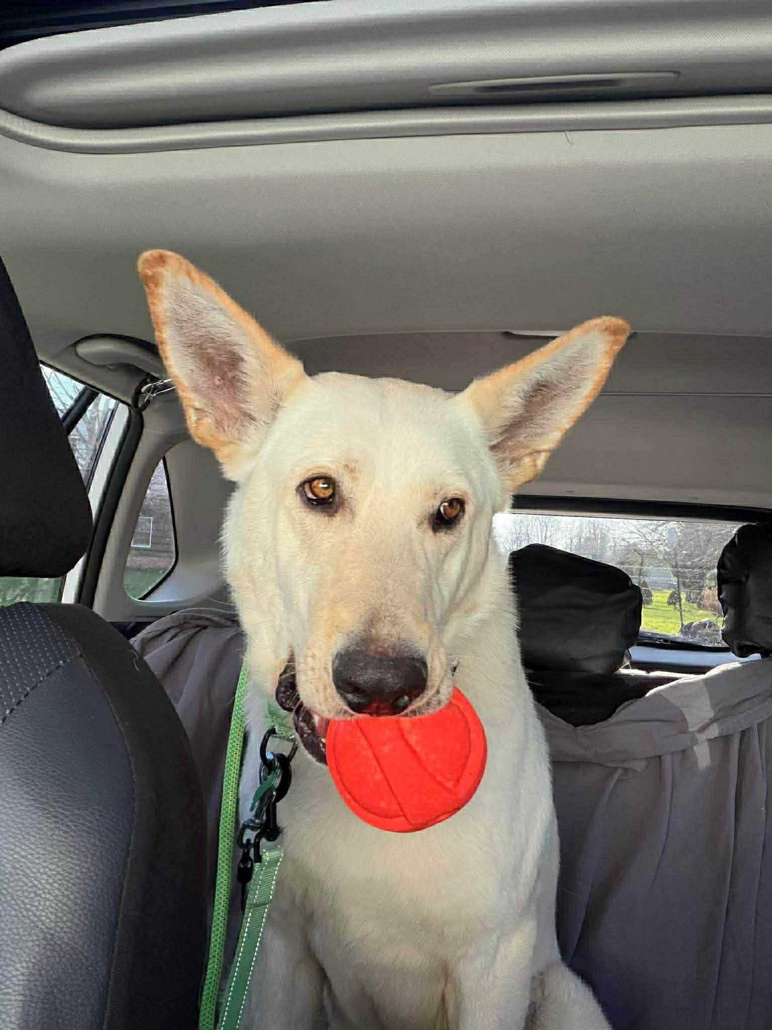 Max, Adopted, Adult Male White German Shepherd.