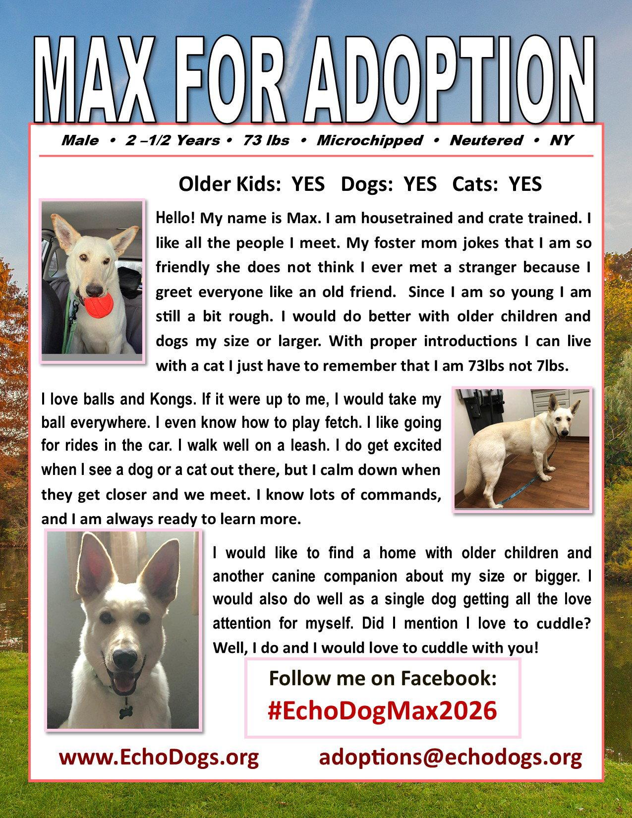 Max, a Adopted White German Shepherd in Londonderry, NH image 2/3