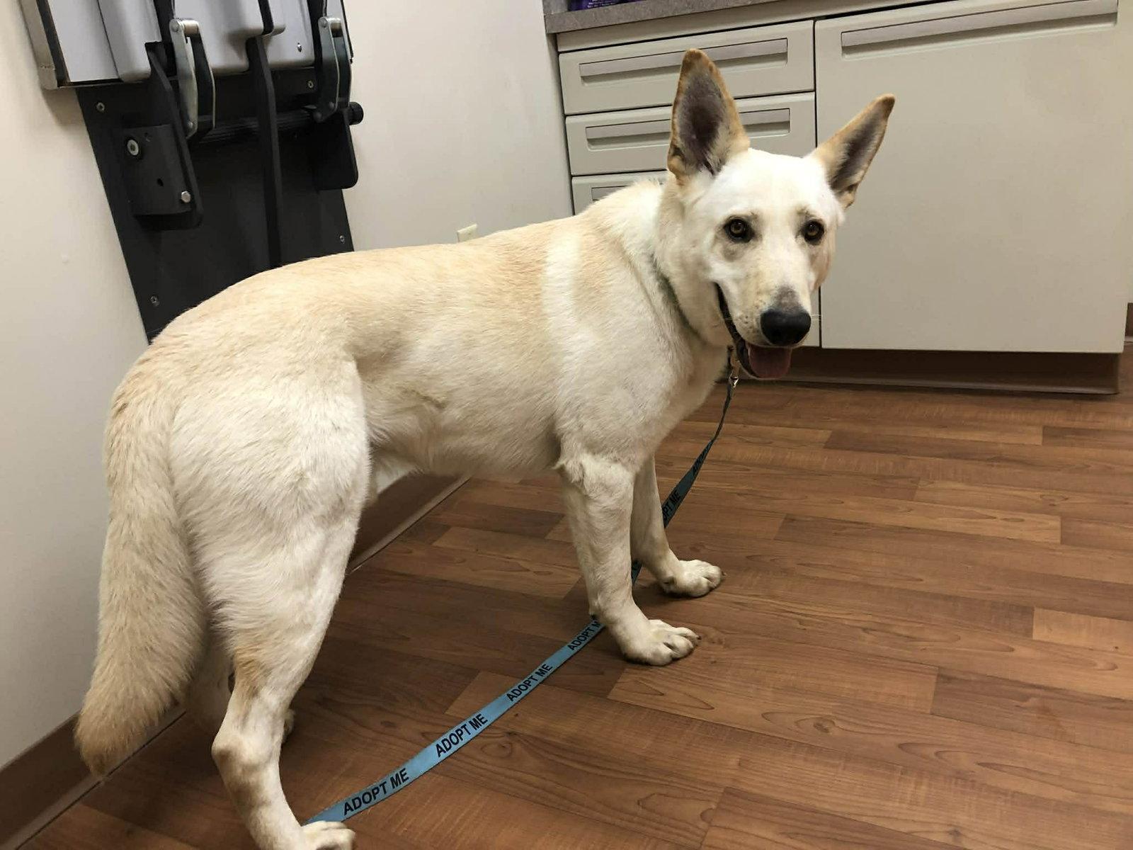 Max, a Adopted White German Shepherd in Londonderry, NH image 3/3
